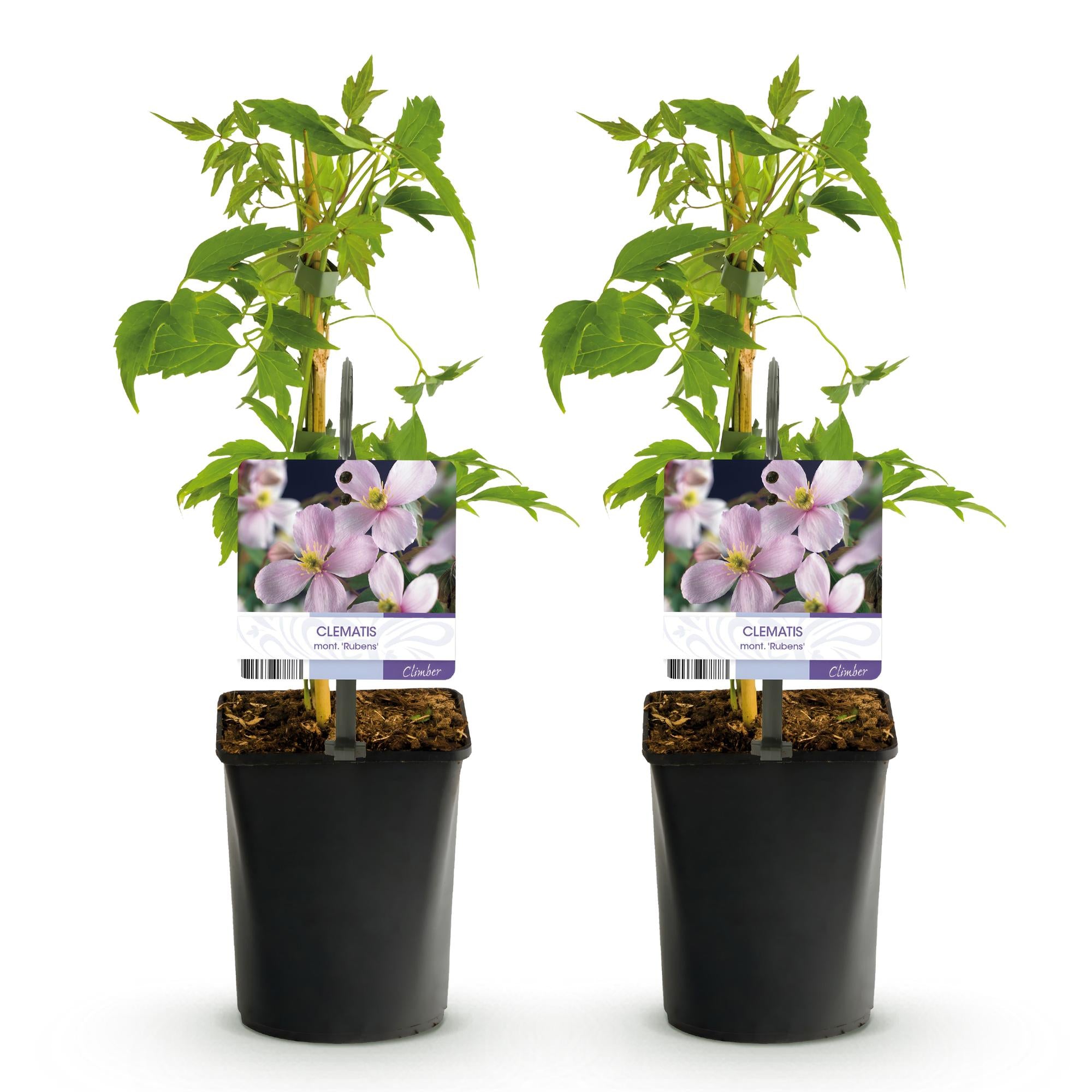 Klimplant - Clematis montana Rubens - Bloem Roze - Vroegbloeiend - Weinig onderhoud -2 planten -  Pot 11cm Hoogte 40cm