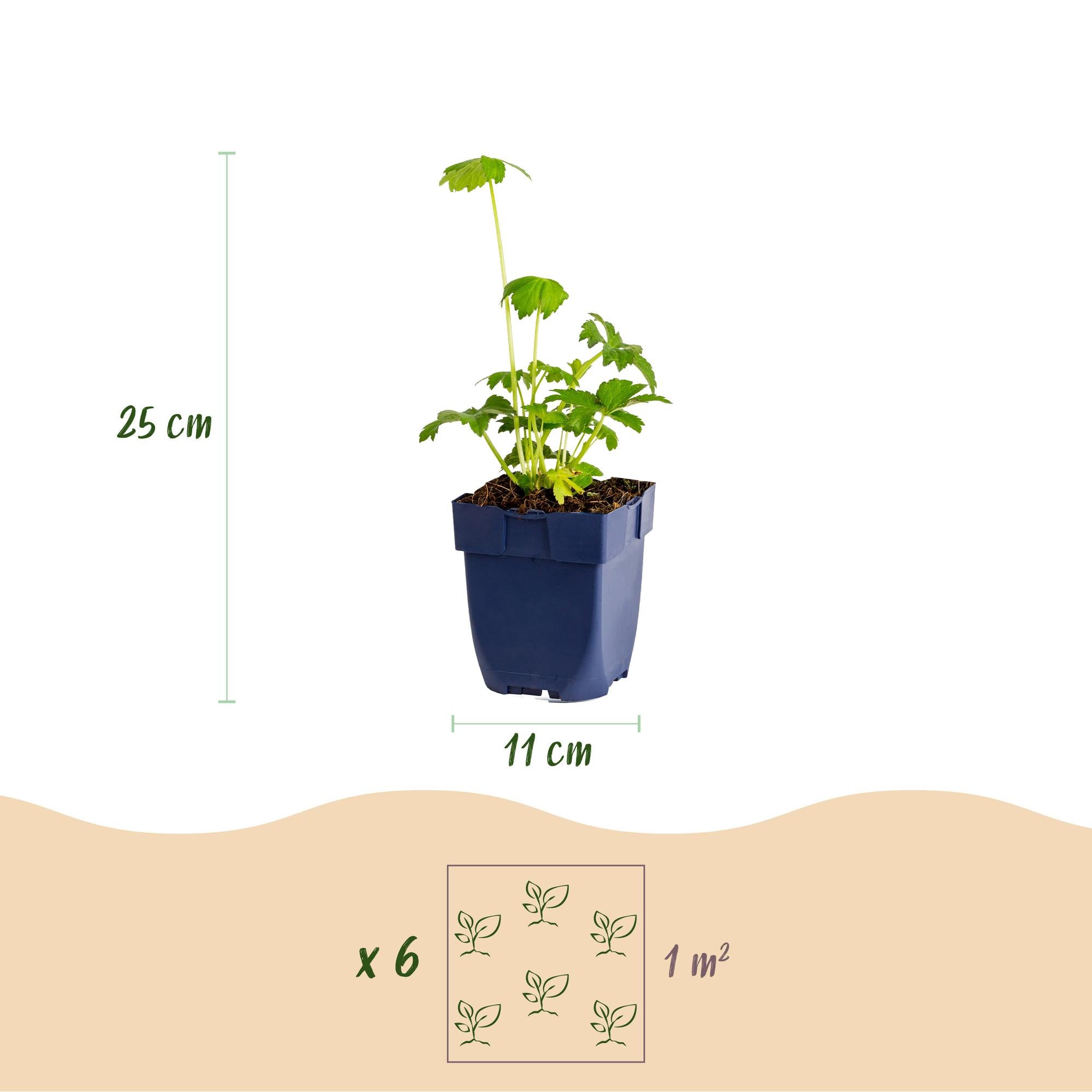 Vasteplant - Astrantia major - Sterrenkruid - Schaduw - Wit-Roze - 1 Plant - Pot 11cm - Hoogte 15-25cm