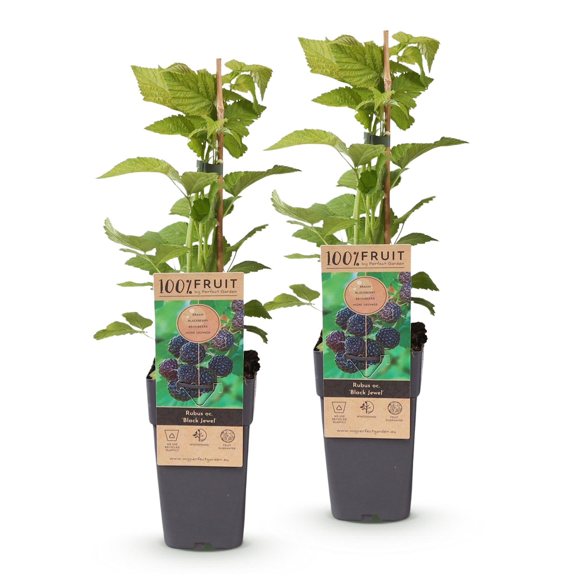 Fruitplant - Rubus occ. Black Jewel - Bramenplant - Winterhard - Zwarte Braam - 2 Planten - Pot 15cm - Hoogte 50cm