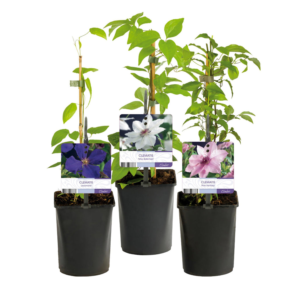 Klimplant - Clematis Tricolour  - Bloem Roze Wit Paars - Weinig onderhoud - 3 planten - Pot 11cm Hoogte 40cm