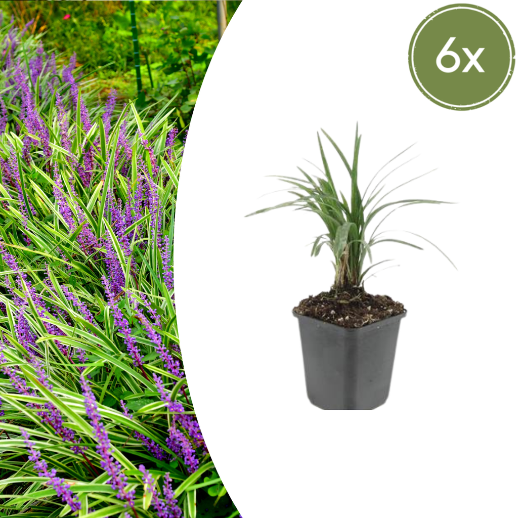 6x Liriope muscari 'Moneymaker' - ↕10-25cm - Ø9cm