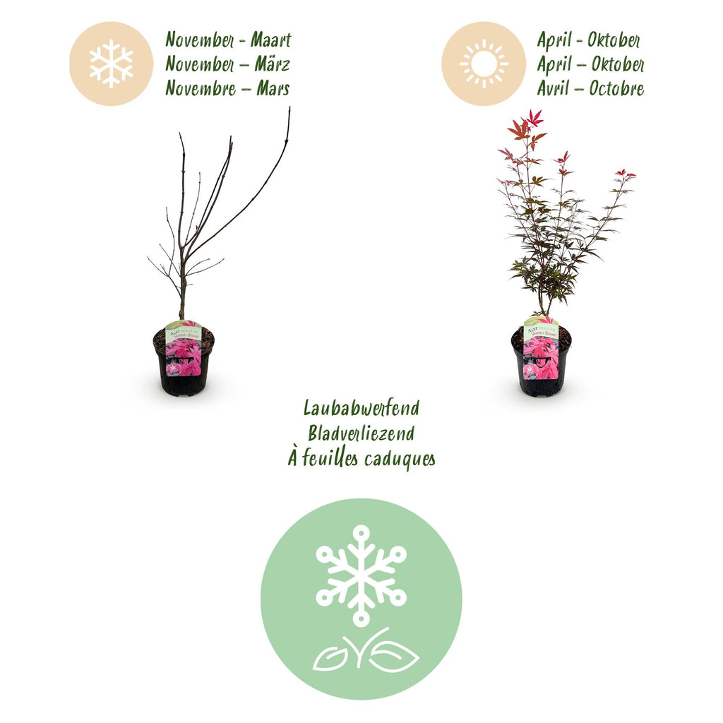 Terrasplant - Japanse Esdoorn - Acer palmatum Skeetsers Broom - Paars - 1 Plant - Bladverliezend - Pot 19cm Hoogte 70cm