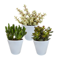 Crassula mix 8.5 cm - 3x - in witte pot