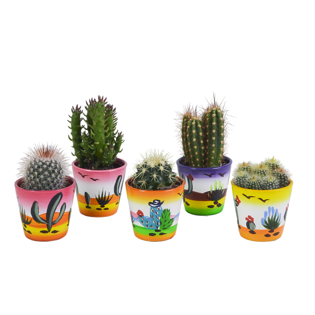 Cactus mix 5.5 cm - 5x - in Mexicaanse pot