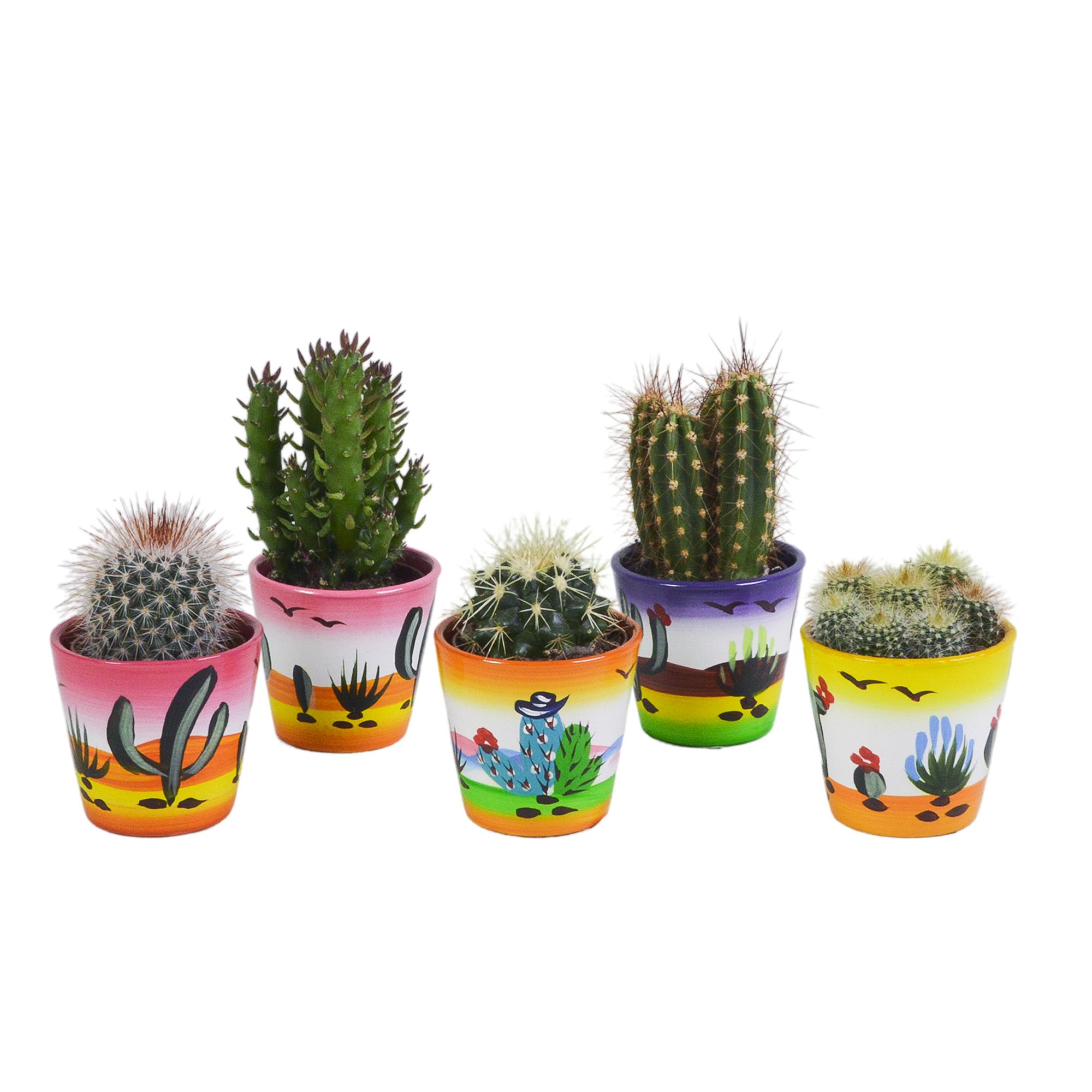 Cactus mix 5.5 cm - 5x - in Mexicaanse pot