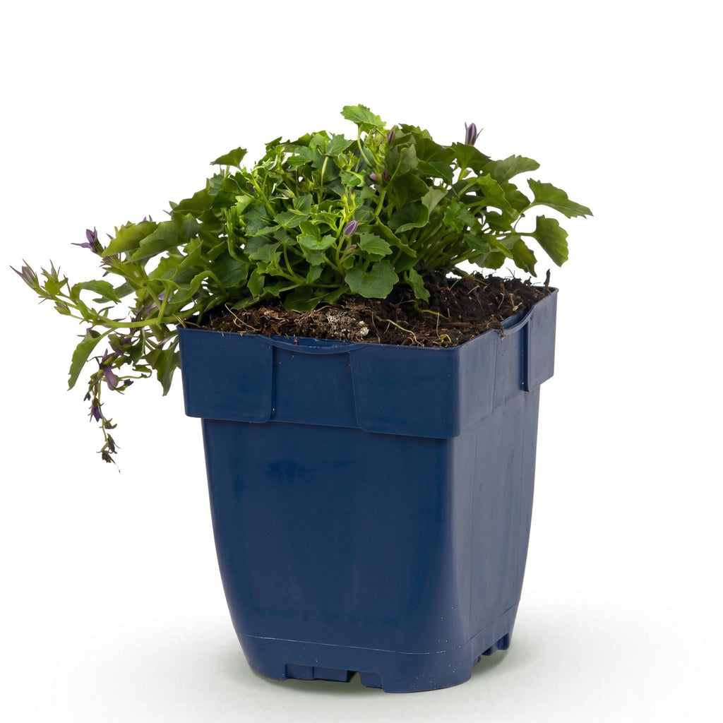 Vasteplant - Campanula posch. Stella - Perzikbladklokje - Bodembedekkend - Paars - 1 Plant - Pot 11cm - Hoogte 15-25cm