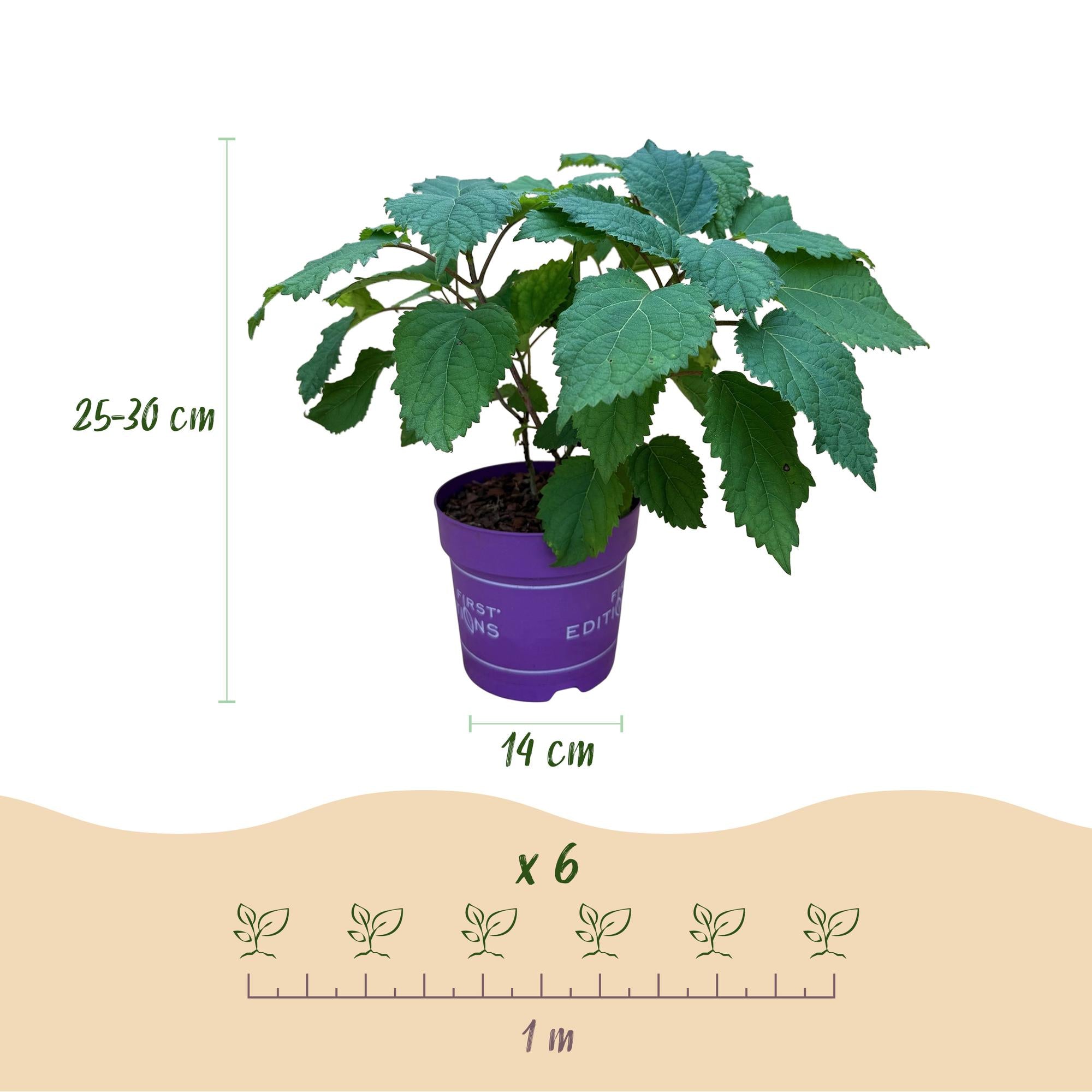 Tuinplant - Hydrangea arborescens FlowerWOW - Hortensia - Winterhard - Wit - 3 Planten - Pot 14cm - Hoogte Hoogte 20-30cm