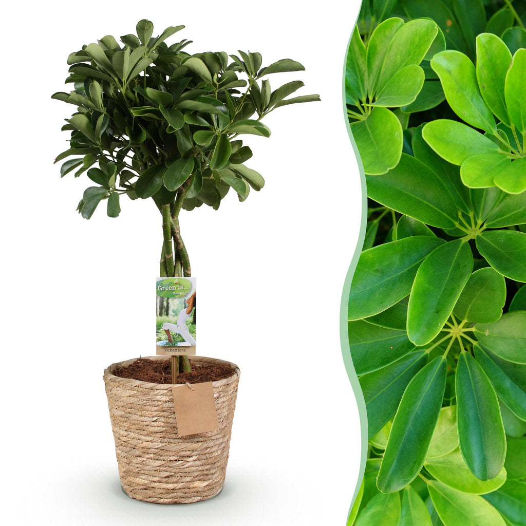 Green is... Kamerplanten - Schefflera Nora - Vingerboom - Weinig onderhoud - met mand - Groen - 1 Plant - Pot 21cm - Hoogte 70-82cm