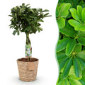 Green is... Kamerplanten - Schefflera Nora - Vingerboom - Weinig onderhoud - met mand - Groen - 1 Plant - Pot 21cm - Hoogte 70-82cm