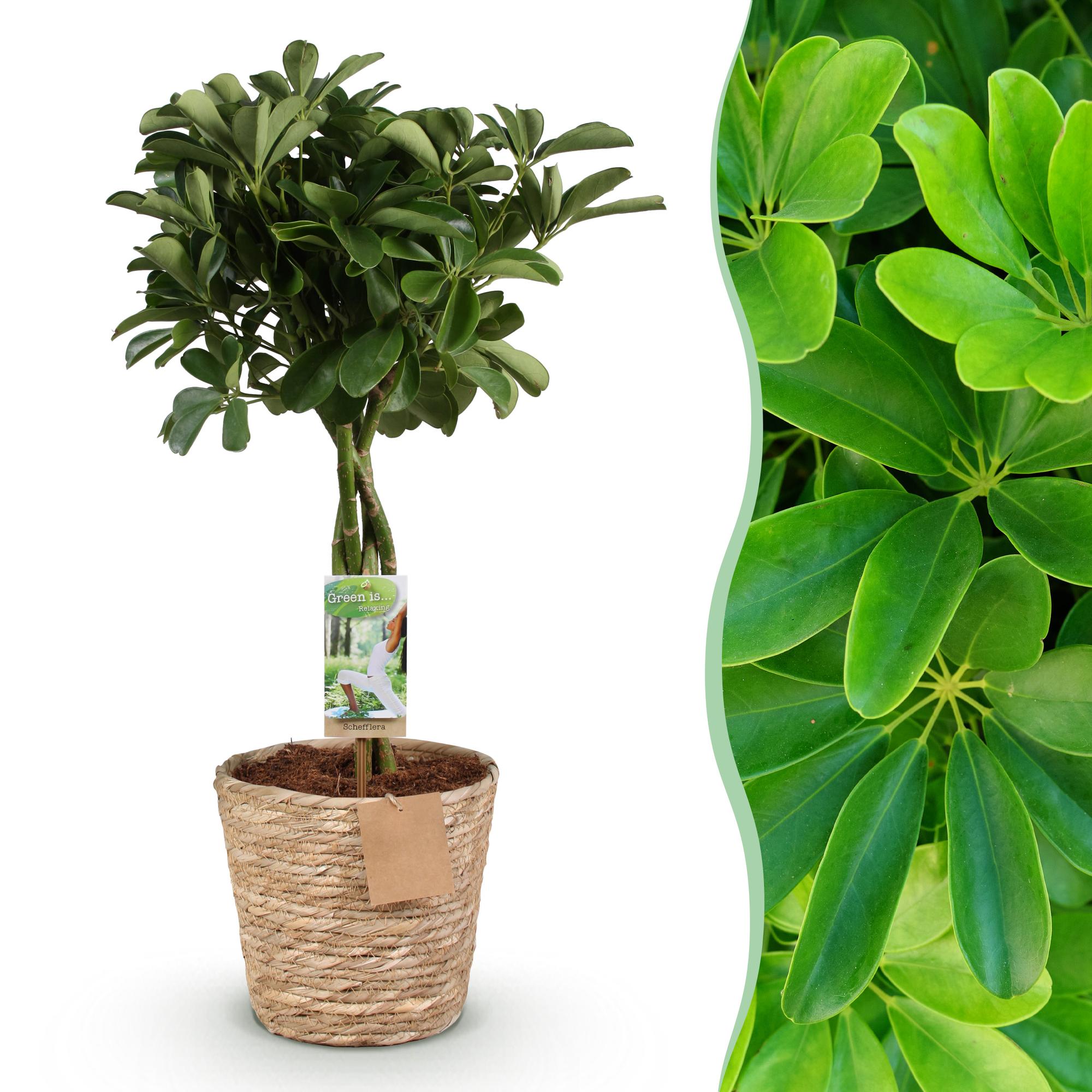 Green is... Kamerplanten - Schefflera Nora - Vingerboom - Weinig onderhoud - met mand - Groen - 1 Plant - Pot 21cm - Hoogte 70-82cm