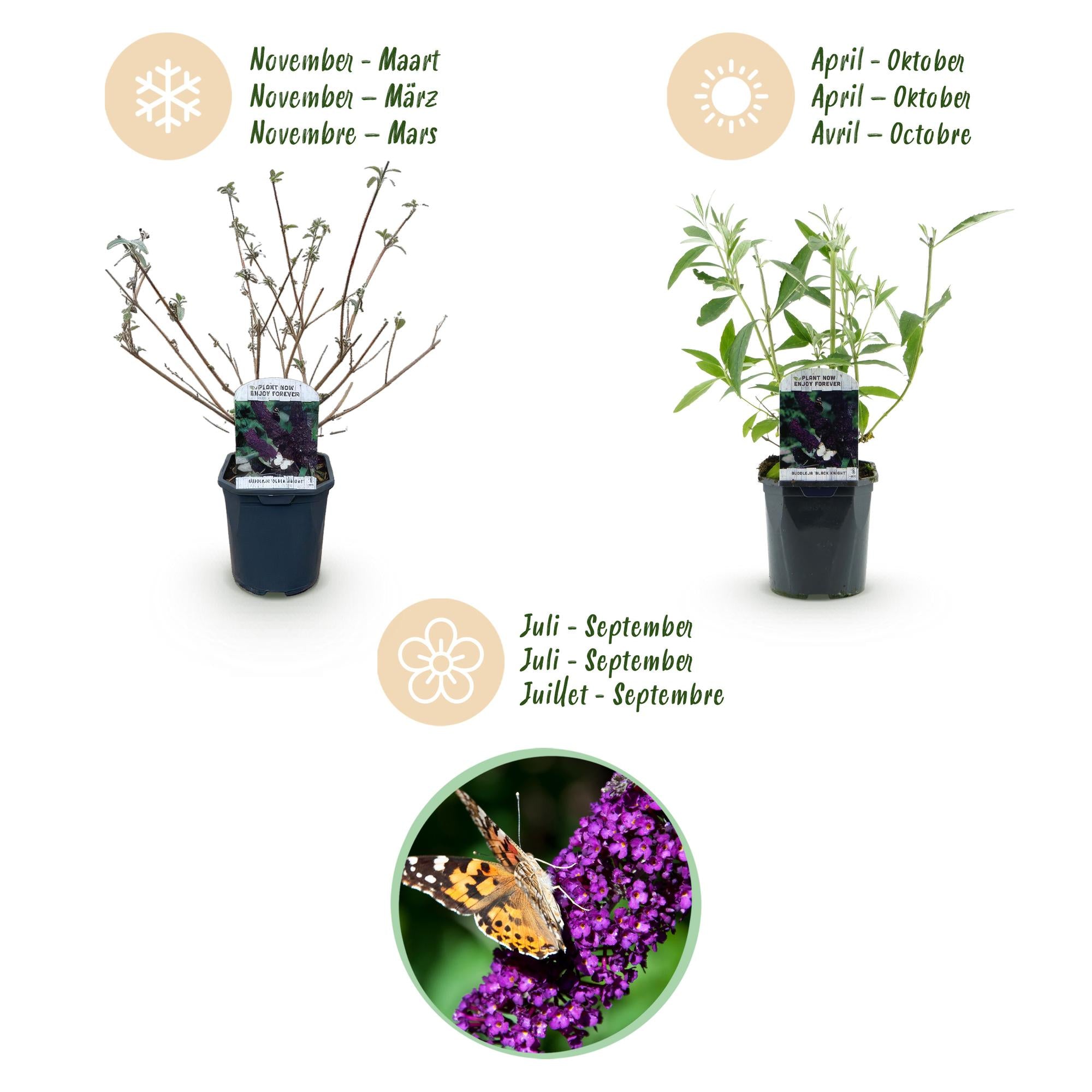 Tuinplant - Buddleja davidii Black Night - Vlinderstruik - Winterhard - Paars - 3 Planten - Pot 17cm - Hoogte 45cm