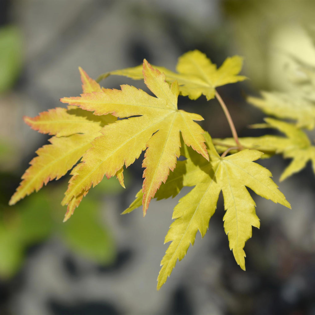 Tuinplant - Acer palmatum Orange Dream - Japanse Esdoorn - Bladverliezend - Oranje - 1 - Pot 26cm - Hoogte 90cm
