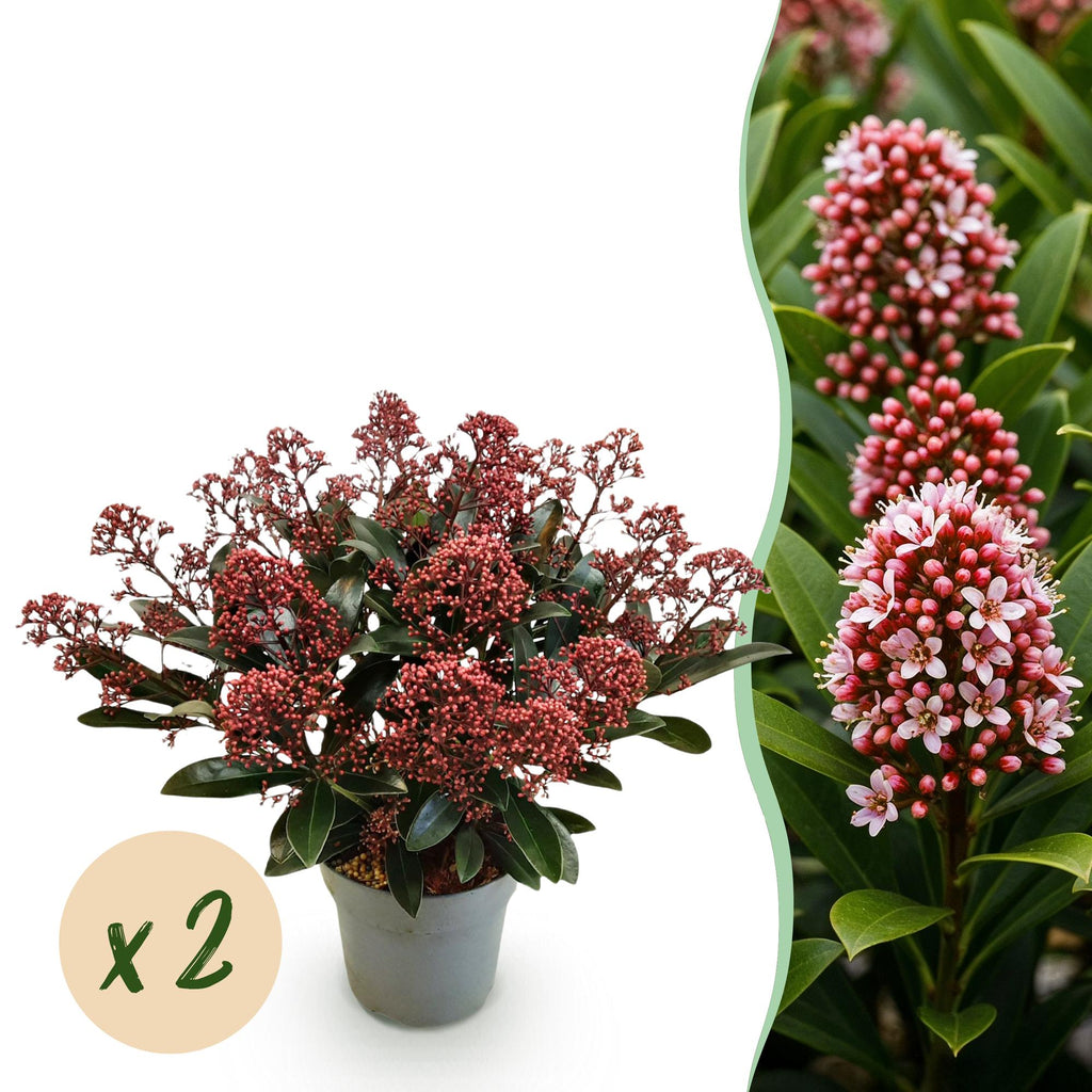 Terrasplant - Skimmia japonica Rubella - Bloem Rood - 15+ Bloemen - 2 Planten - Winterhard - Pot 15cm Hoogte 30cm