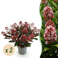 Terrasplant - Skimmia japonica Rubella - Bloem Rood - 15+ Bloemen - 2 Planten - Winterhard - Pot 15cm Hoogte 30cm