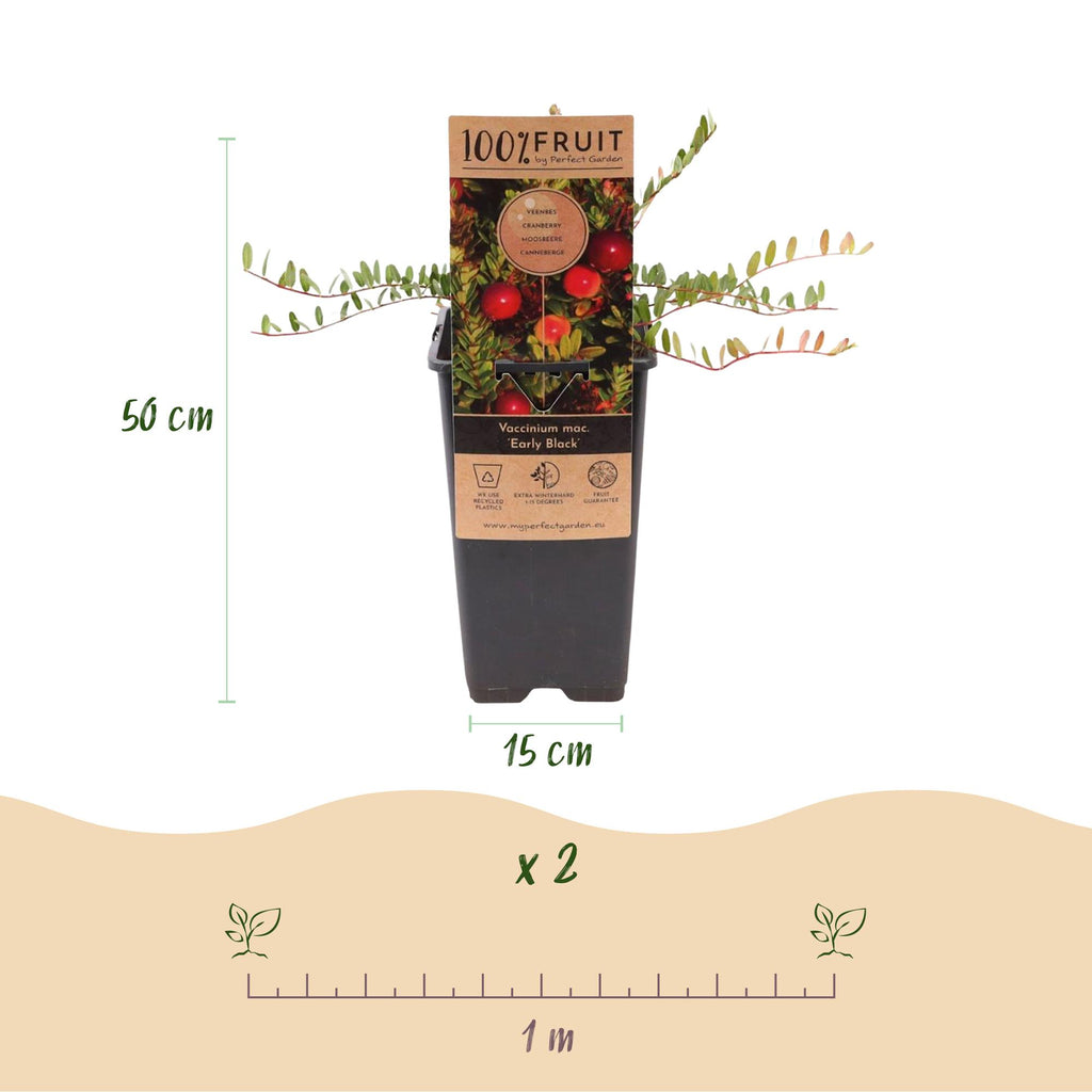 Fruitplant - Vaccinium mac. Early Black - Cranberry - Winterhard - Blauwe Bes - 2 Planten - Pot 15cm - Hoogte 50cm
