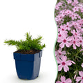 Vasteplant - Phlox Rosette - Vlambloem - Bodembedekkend - Roze - 12 Planten - Pot 11cm - Hoogte 15-25cm