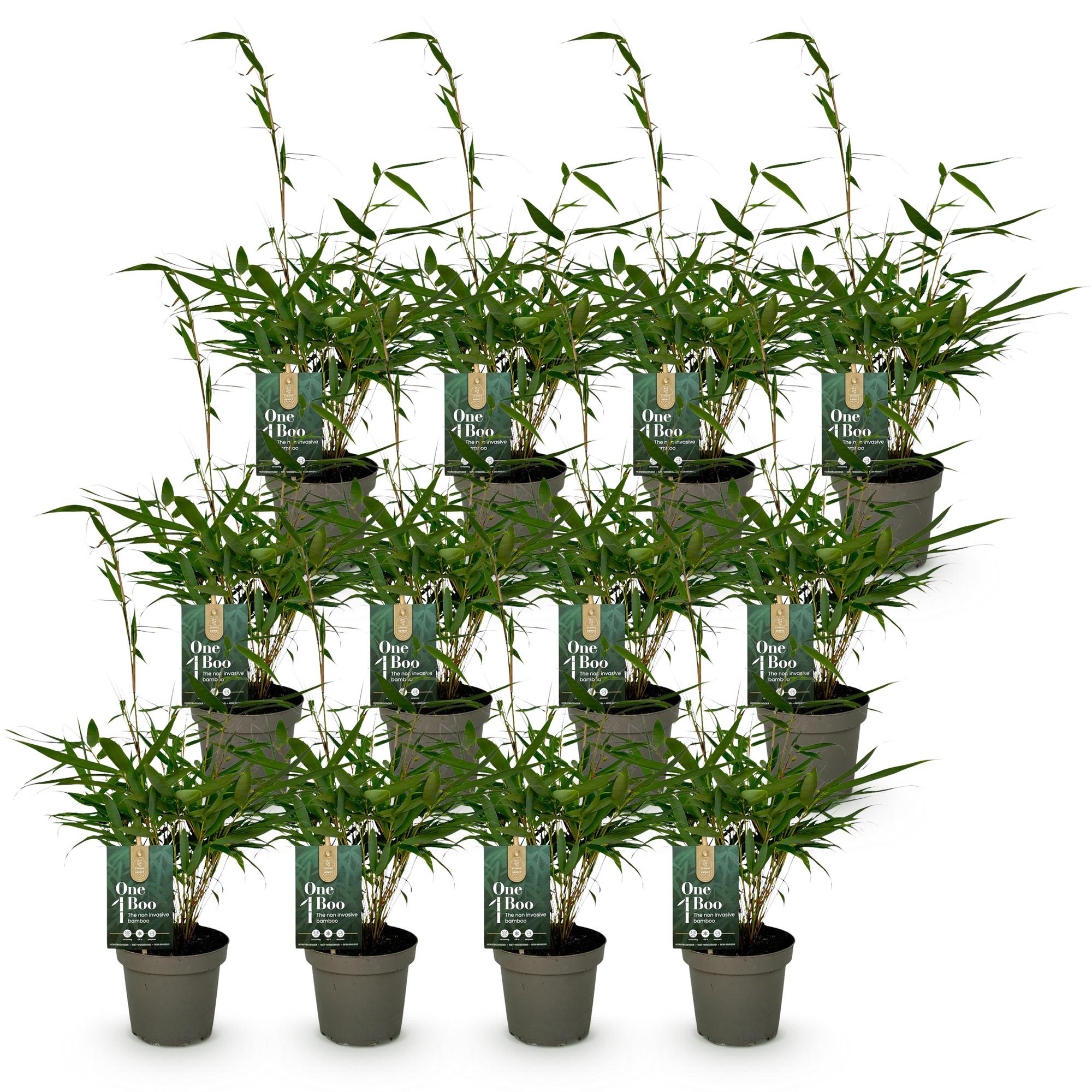 Bamboe - Fargesia robusta Pingwu - Bladhoudend - Niet Woekerend - Groen - 12 Planten - Pot 14cm - Hoogte 35cm