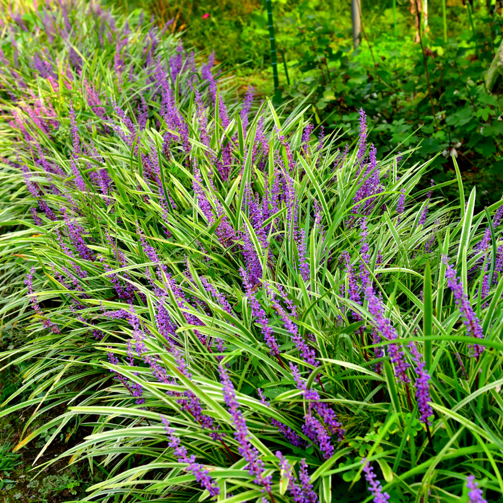 6x Liriope muscari 'Moneymaker' - ↕10-25cm - Ø9cm