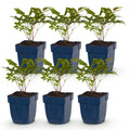 Vasteplant - Astilbe Tricolour - Pluimspirea - Schaduw - Paars - Roze - Wit - 6 Planten - Pot 11cm - Hoogte 15-25cm