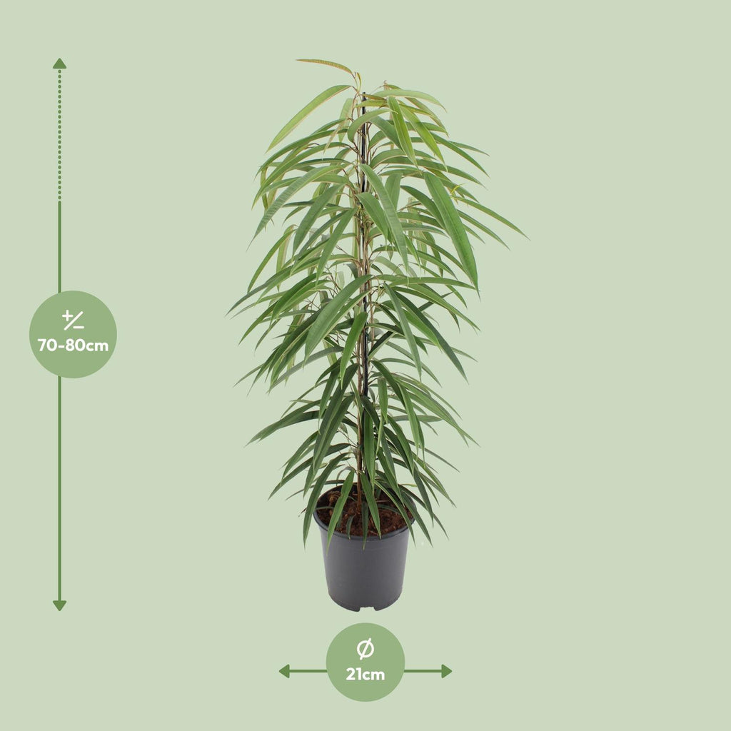 Ficus Binnendijkii Alii - Ø21cm - ↕80cm