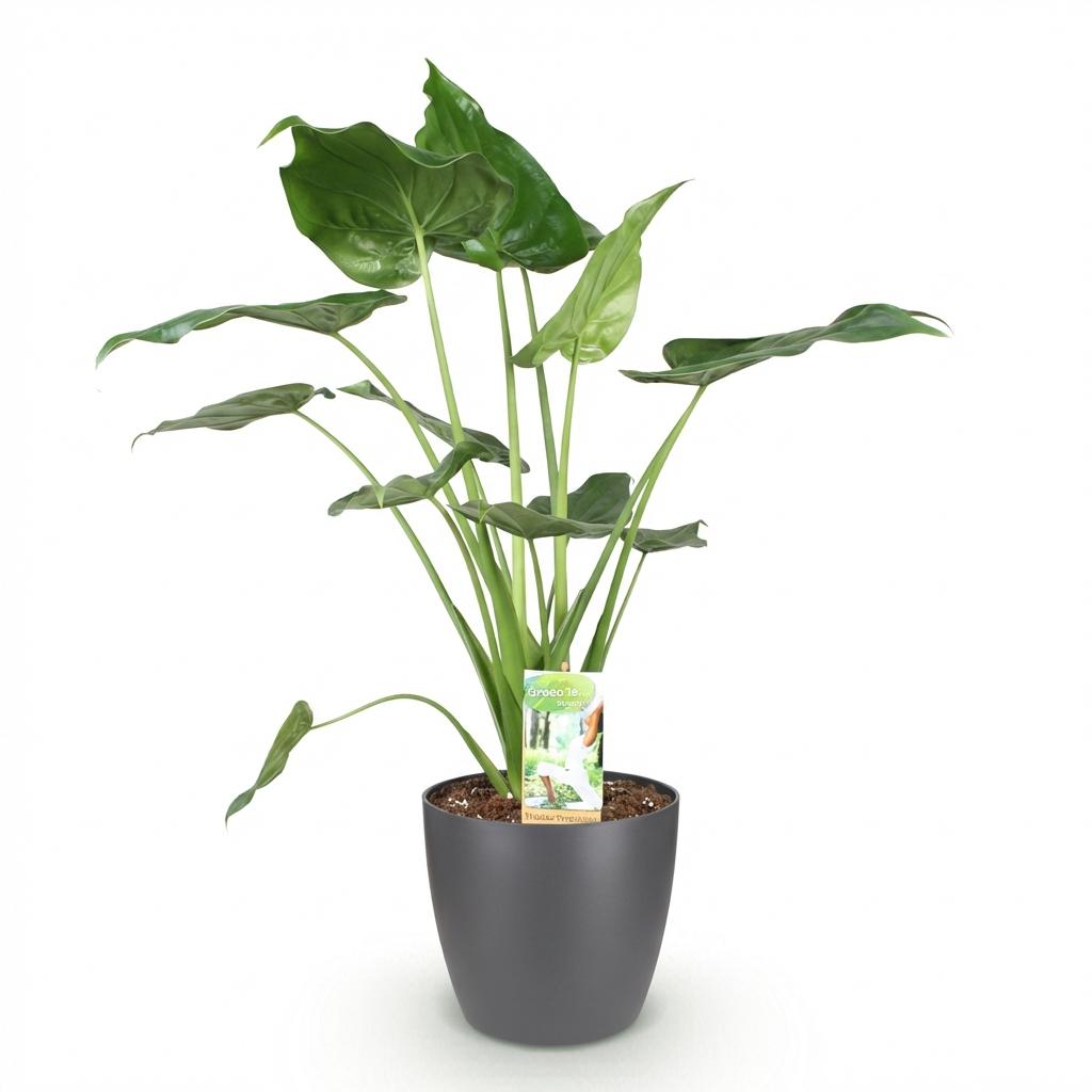 Kamerplanten - Alocasia Cucullata - Boeddha,s hand - Weinig onderhoud - Groen - 1 Plant - met Potter Grijs - Pot 21cm - Hoogte 65-70cm