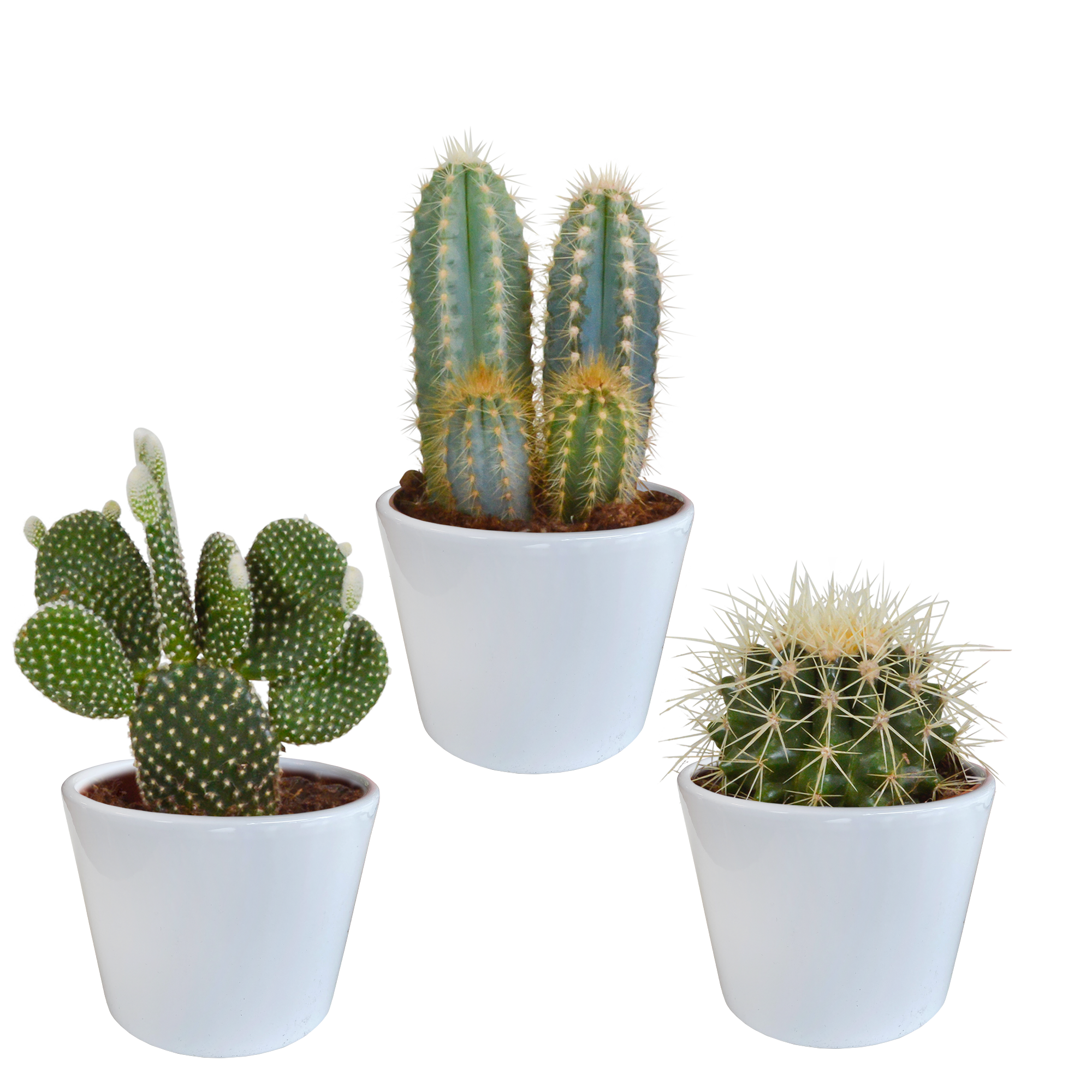 Cactus mix 10.5 cm - 3x - in witte pot