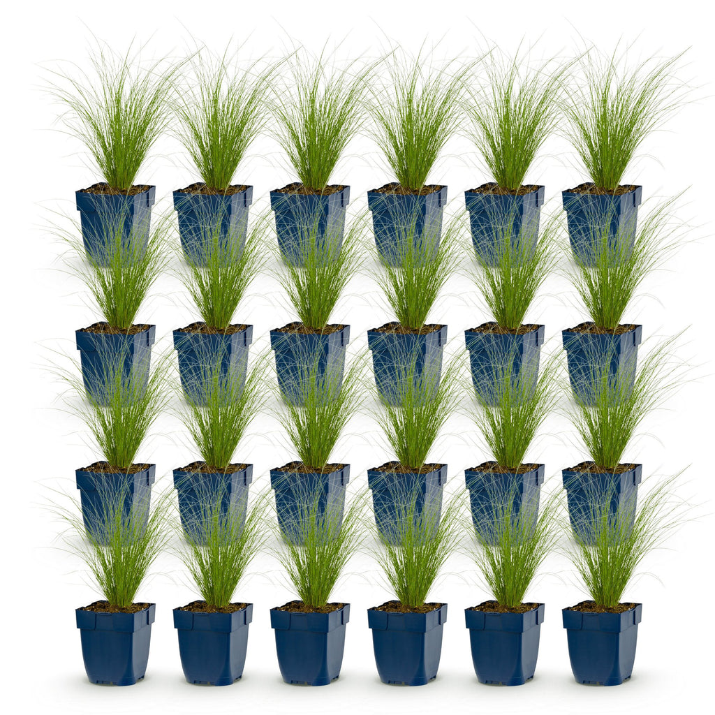 Grassen - Stipa tenuissima Ponytails - Vedergras - Groenblijvend - Groen - 24 Planten - Pot 11cm - Hoogte 15-25cm