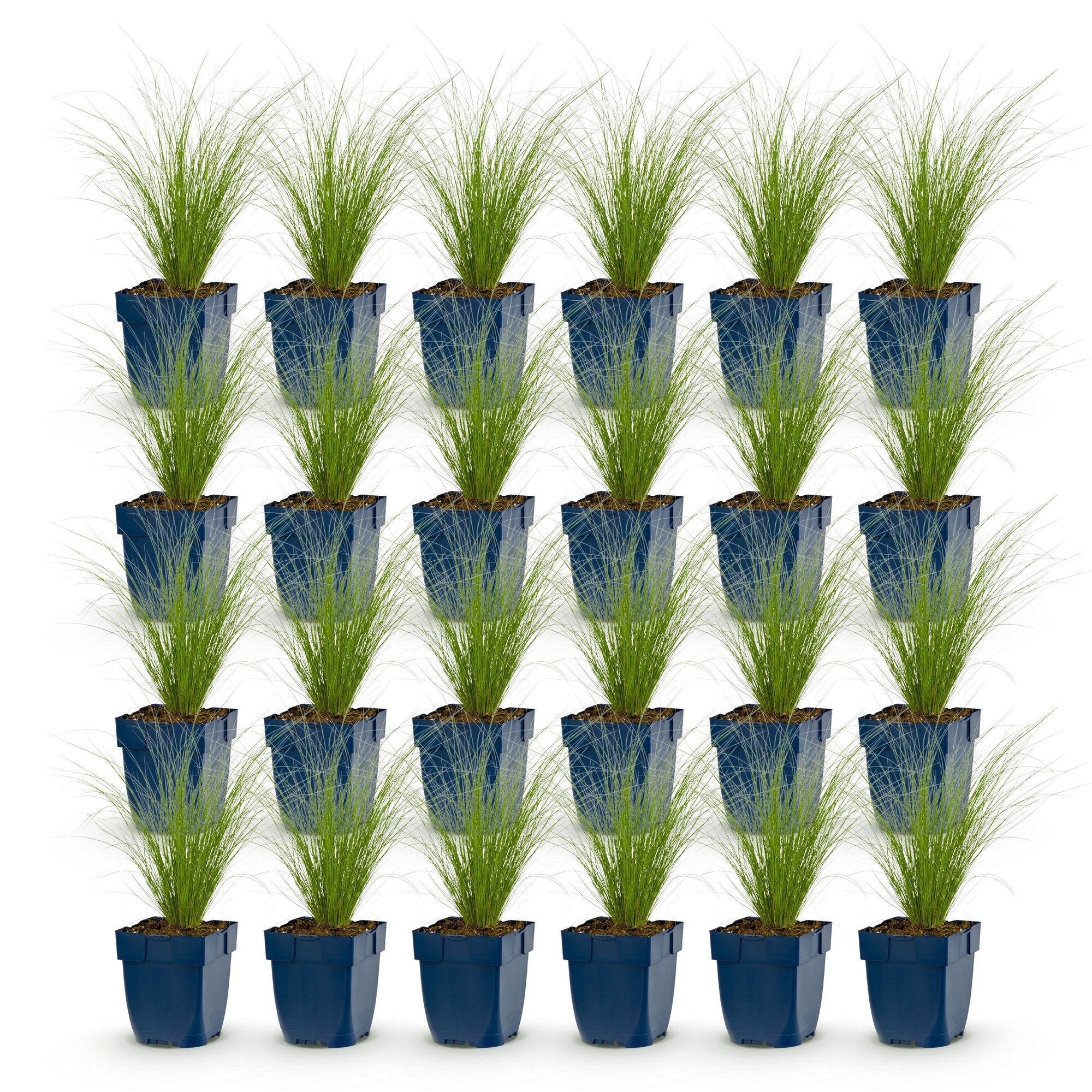 Grassen - Stipa tenuissima Ponytails - Vedergras - Groenblijvend - Groen - 24 Planten - Pot 11cm - Hoogte 15-25cm