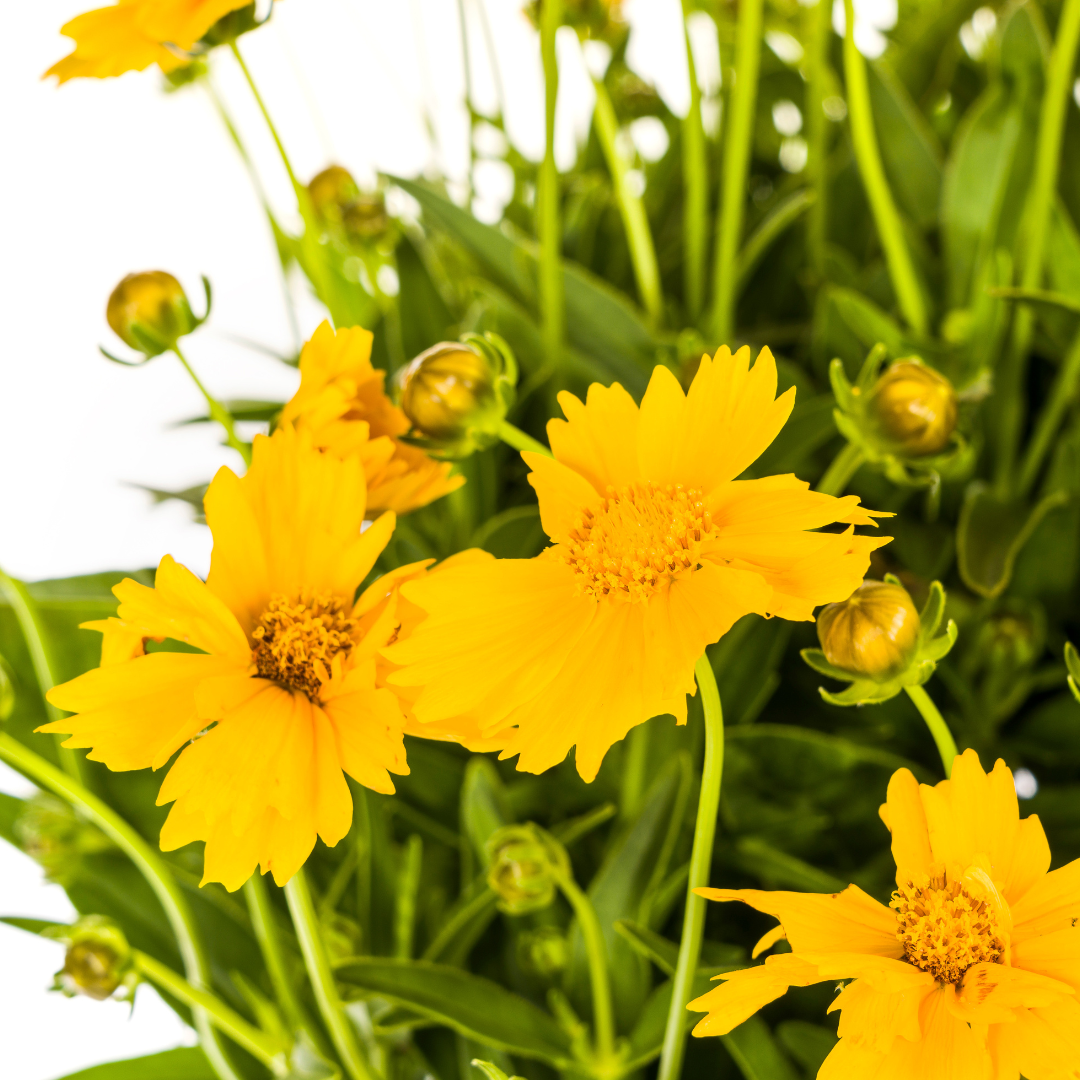 Coreopsis Grandiflora Ø19cm - ↕50 - 60cm