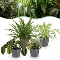 Kamerplant - Chlorophytum - Maranta - Calissia - Nephrolepsis - Mix van 4 - Huisdiervriendelijke Planten - Groen - 4 Planten - met Potter Grijs - Pot 12cm - Hoogte 25cm