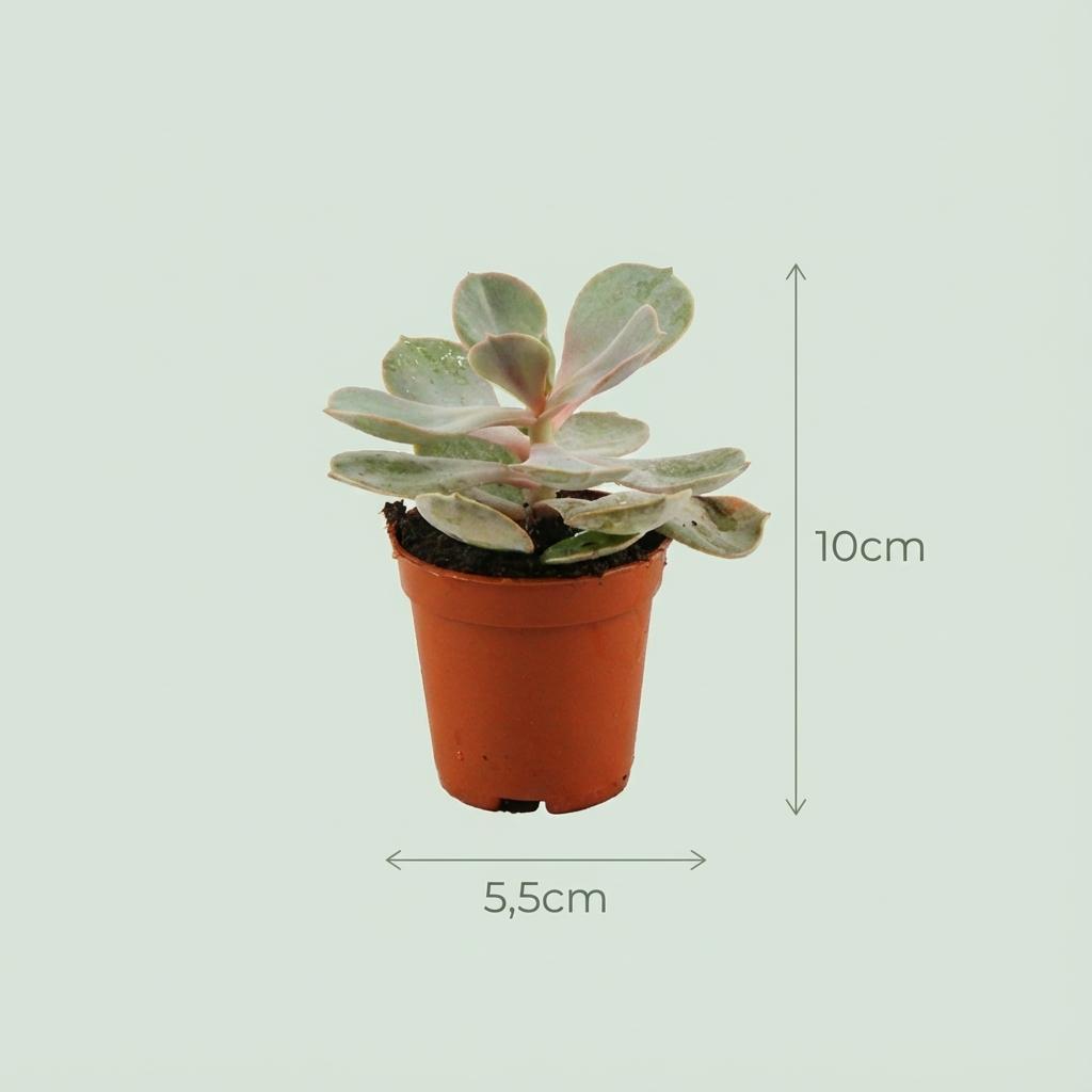 Mini Succulenten Mix - 6 Stuks - Ø 5,5 cm - Hoogte: 5-10 cm
