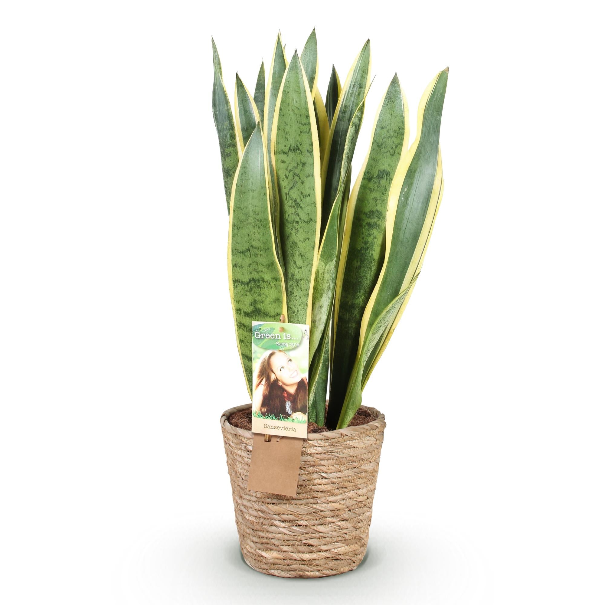 Green is... Kamerplanten - Sansevieria Laurentii - Vrouwentong - Weinig onderhoud - met mand - Groen - 1 Plant - Pot 21cm - Hoogte 70-80cm