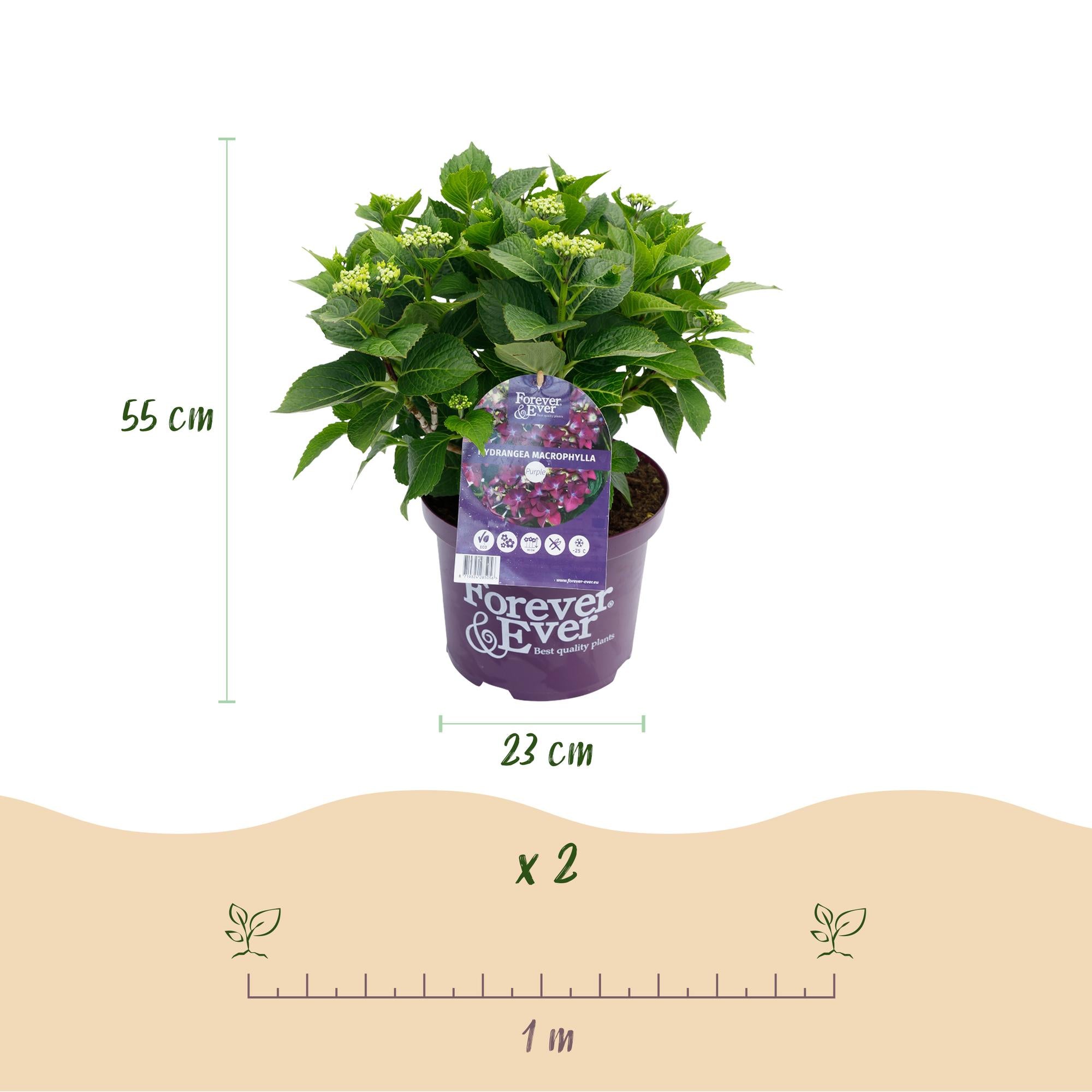 Terrasplant - Hortensia - Hydrangea Forever & Ever - Paars - 7-12 Bloemen - 2 Planten - Pot 23cm Hoogte 55cm