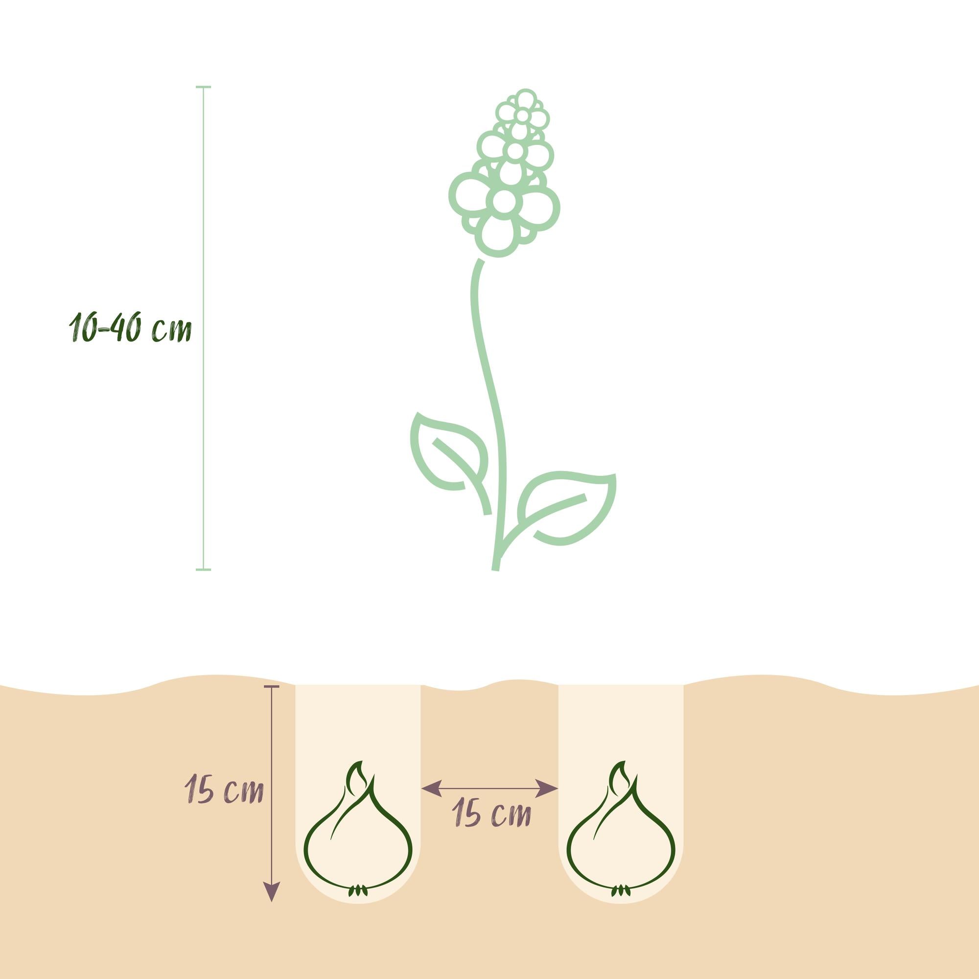 Bloembollen - Bulb Garden mix - Diversen soorten en kleuren - 125 stuks - Gift Verpakking