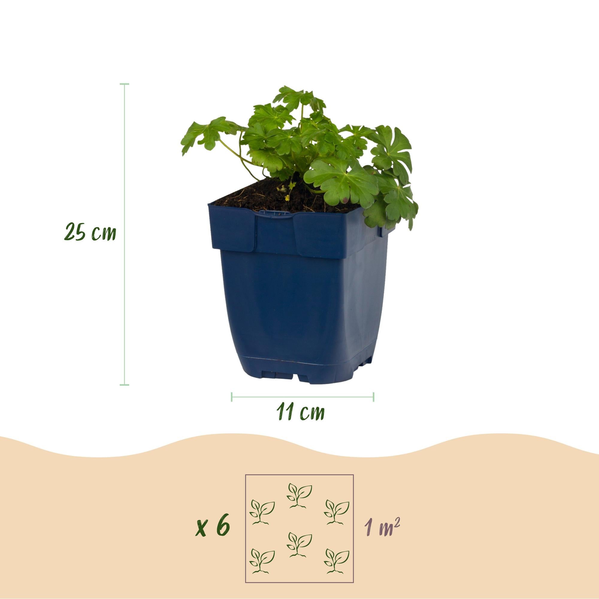 Vasteplant - Geranium cant. Cambridge - Ooievaarsbek - Bodembedekkend - Licht Roze - 24 Planten - Pot 11cm - Hoogte 15-25cm