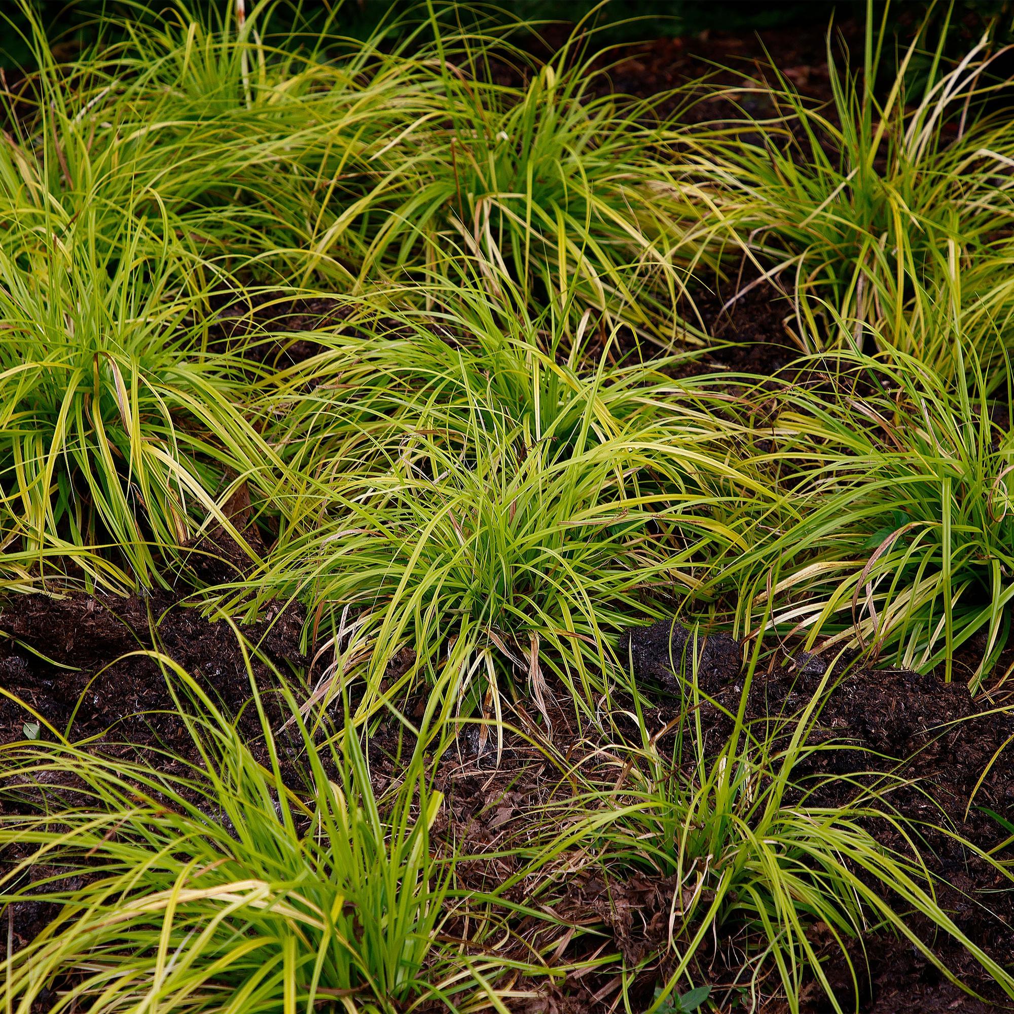 Siergrassen -  Carex oshimensis Everillo - Geel - 4 Planten - Bladhoudend - Weinig Onderhoud - Pot 17cm Hoogte 50cm