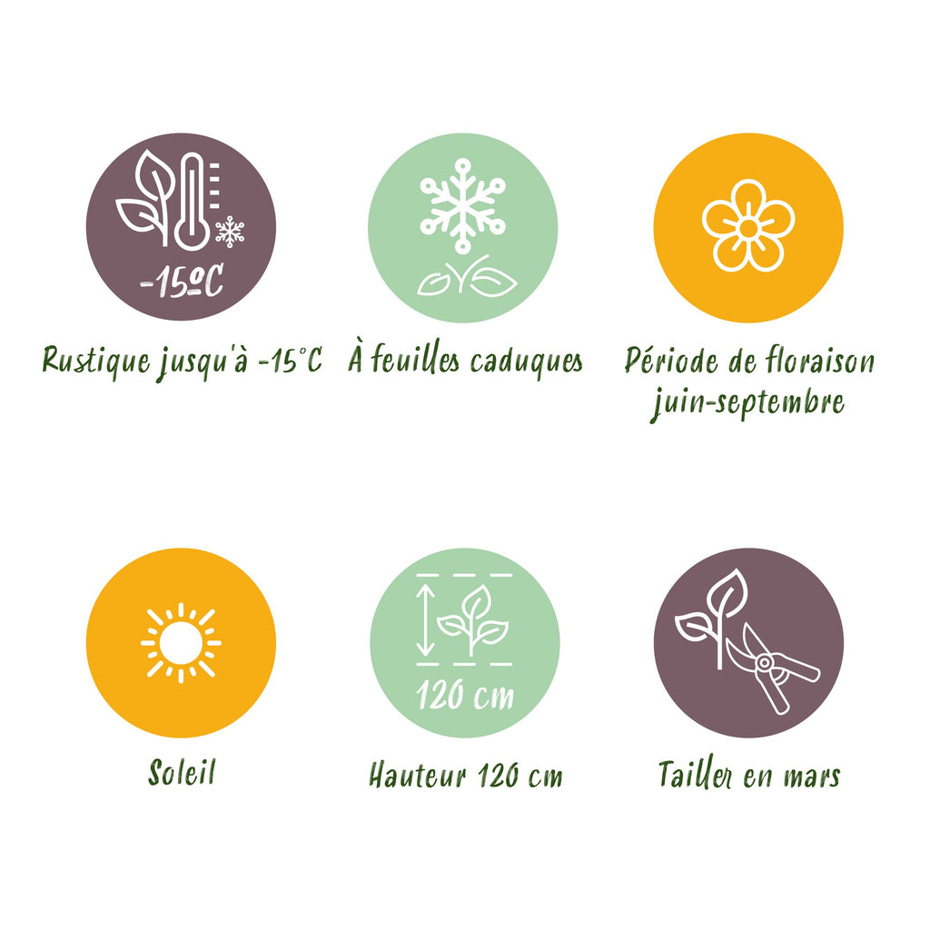 Grassen - Pennisetum alop. Hameln - Lampenpoetsergras - Met Pluim - Groen - 1 Plant - Pot 11cm - Hoogte 15-25cm