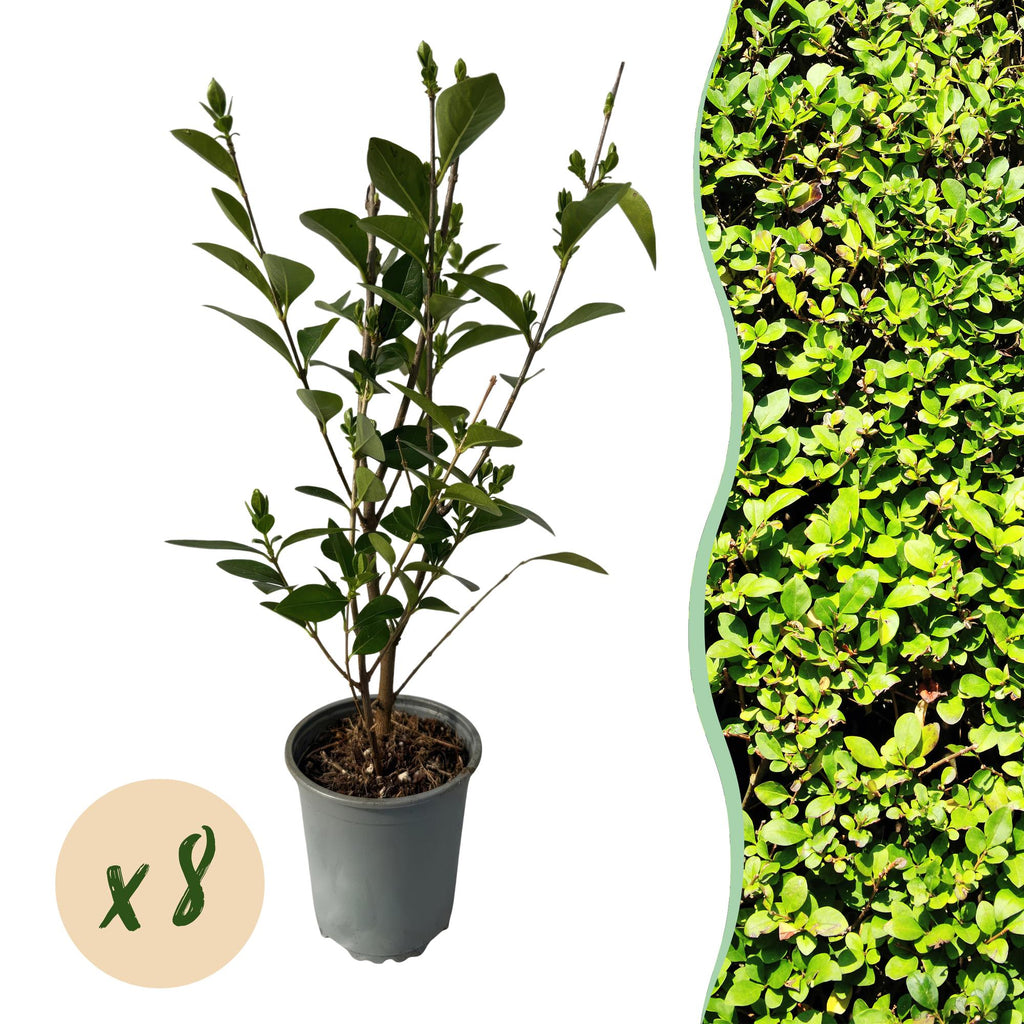 8x Ligustrum ovalifolium - Gewone Liguster - Haagplanten - Groenblijvend - Groen - Pot 9cm - Hoogte 35-45cm