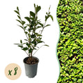 8x Ligustrum ovalifolium - Gewone Liguster - Haagplanten - Groenblijvend - Groen - Pot 9cm - Hoogte 35-45cm