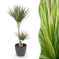 Kamerplanten - Dracaena Marginata Bicolor - Drakenbloedboom - Weinig onderhoud - Groen - 1 Plant - met Potter Grijs - Pot 21cm - Hoogte 90-100cm