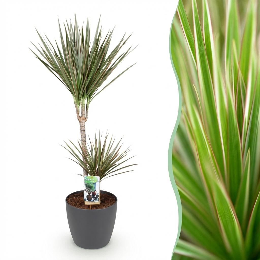 Kamerplanten - Dracaena Marginata Bicolor - Drakenbloedboom - Weinig onderhoud - Groen - 1 Plant - met Potter Grijs - Pot 21cm - Hoogte 90-100cm