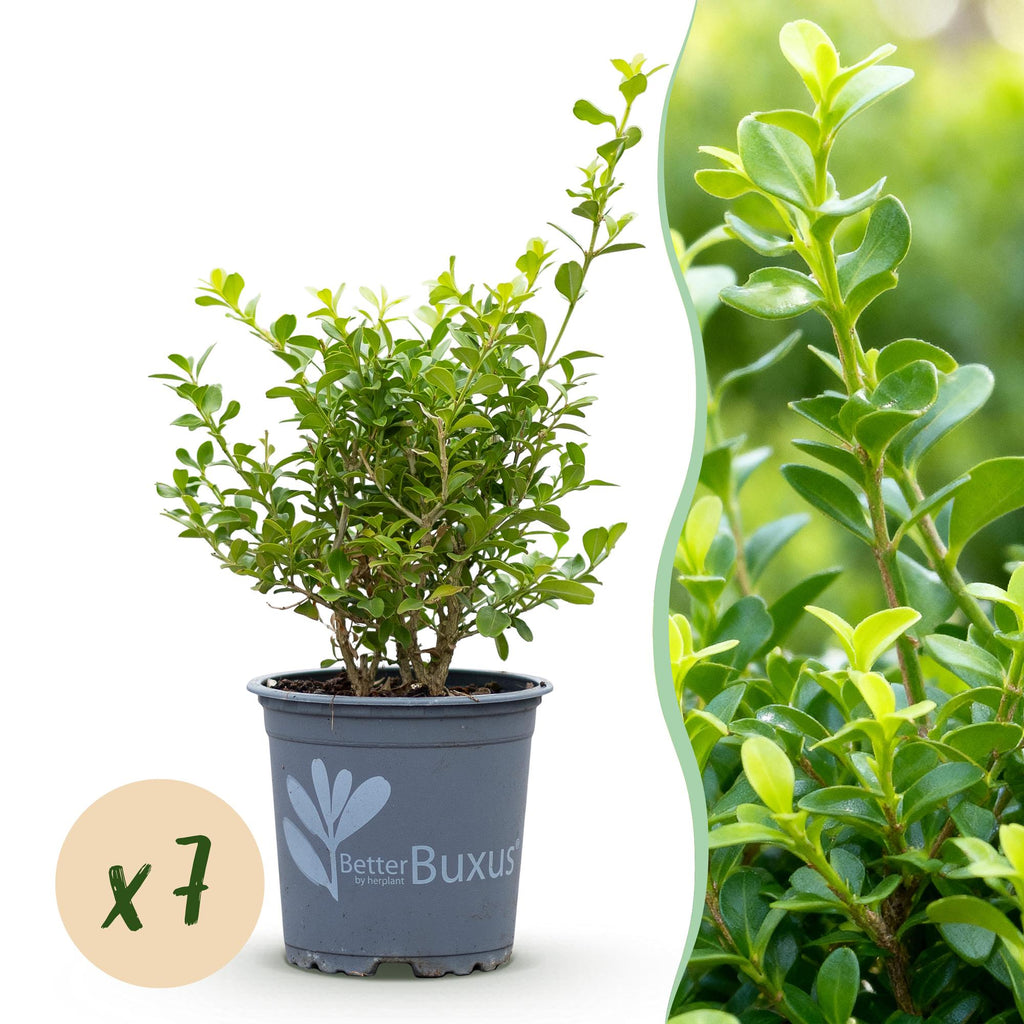 Buxus Haag - BetterBuxus Babylon Beauty - Resistant tegen de Buxus Schimmel - 7 planten - 1 strekkende meter - pot 10,5cm hoogte 25-30