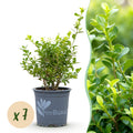 Buxus Haag - BetterBuxus Babylon Beauty - Resistant tegen de Buxus Schimmel - 7 planten - 1 strekkende meter - pot 10,5cm hoogte 25-30
