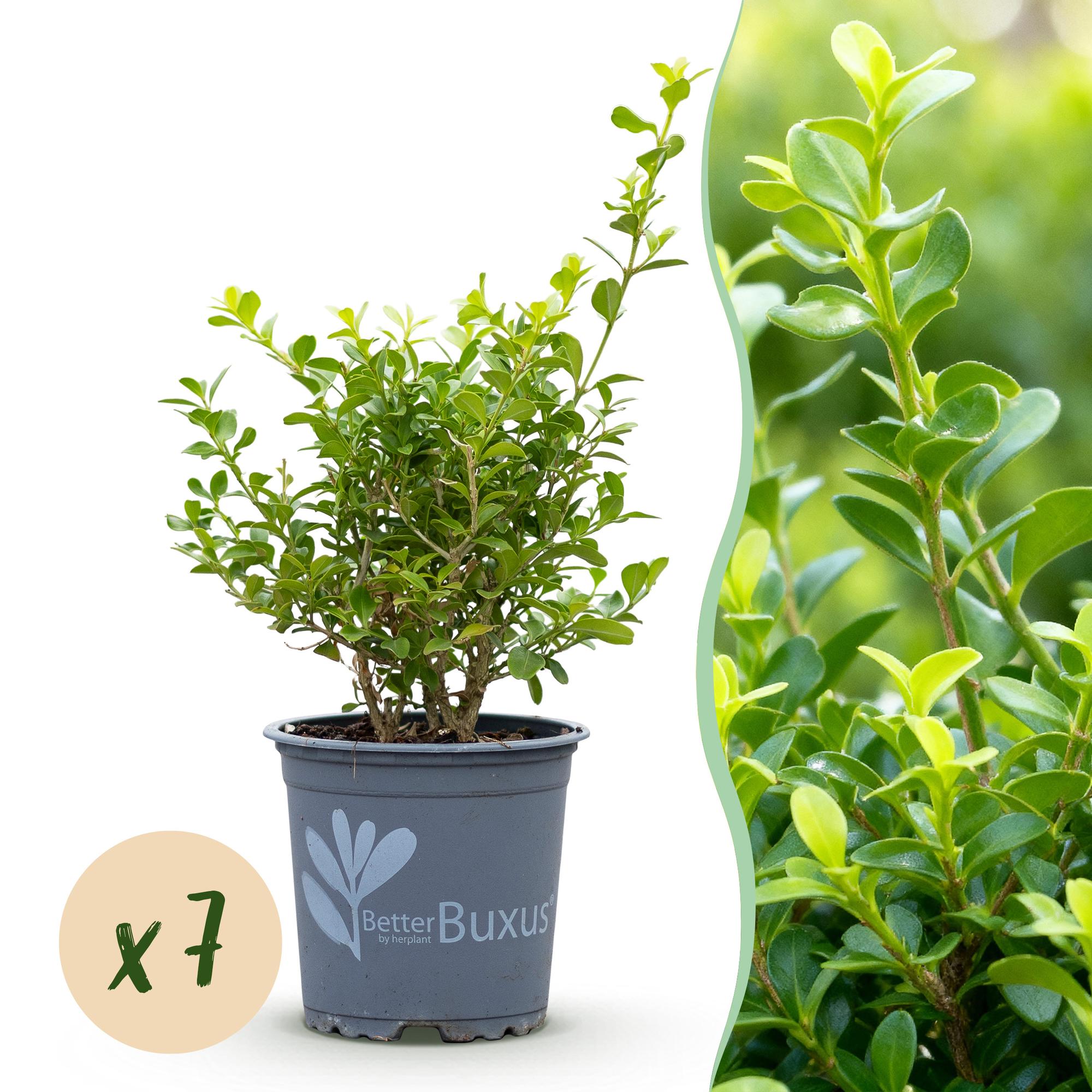 Buxus Haag - BetterBuxus Babylon Beauty - Resistant tegen de Buxus Schimmel - 7 planten - 1 strekkende meter - pot 10,5cm hoogte 25-30