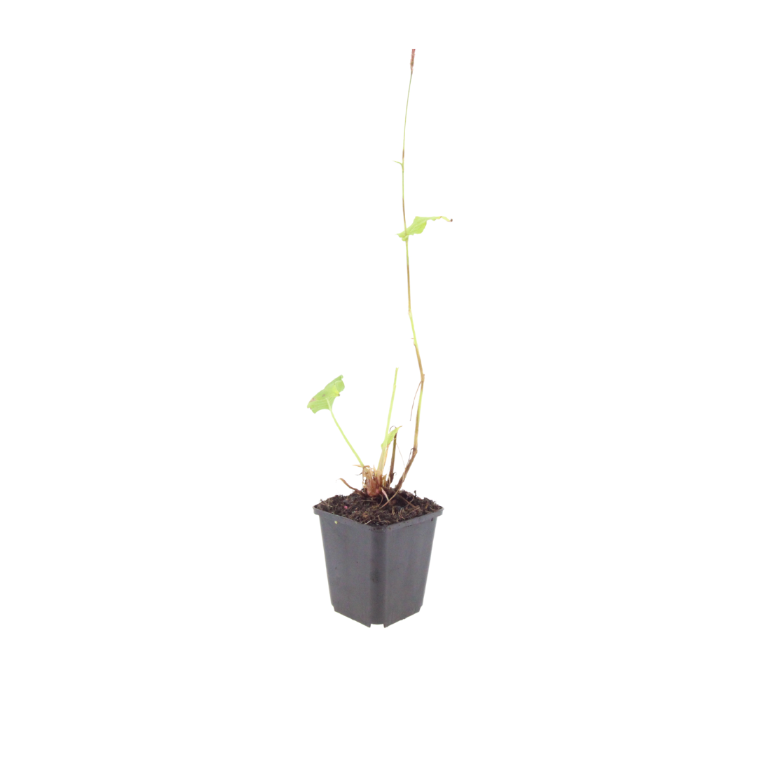 24x Persicaria a. 'Alba' - ↕10-25cm - Ø9cm