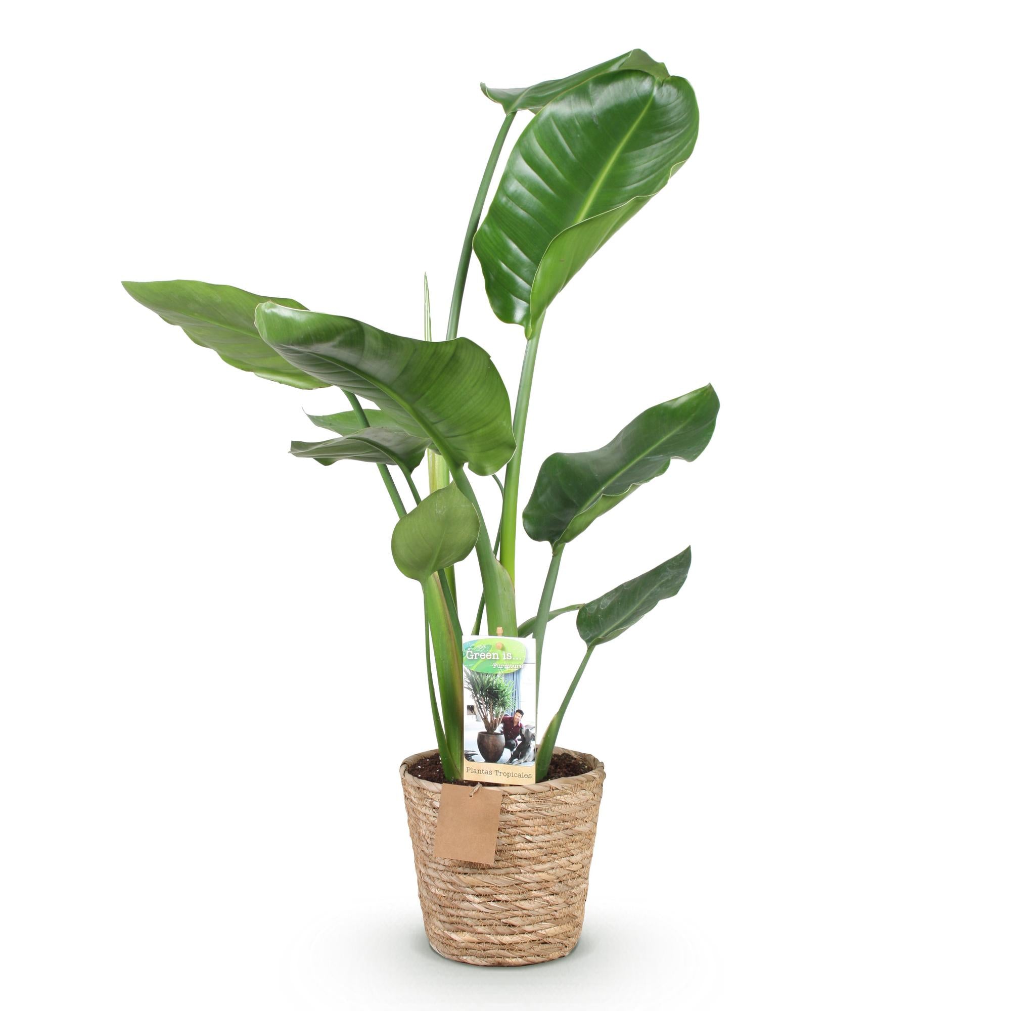 Green is... Kamerplanten - Stelitzia Nicolai - Paradijsvogelbloem - Weinig onderhoud - met mand - Groen - 1 Plant - Pot 17cm - Hoogte 70-90cm