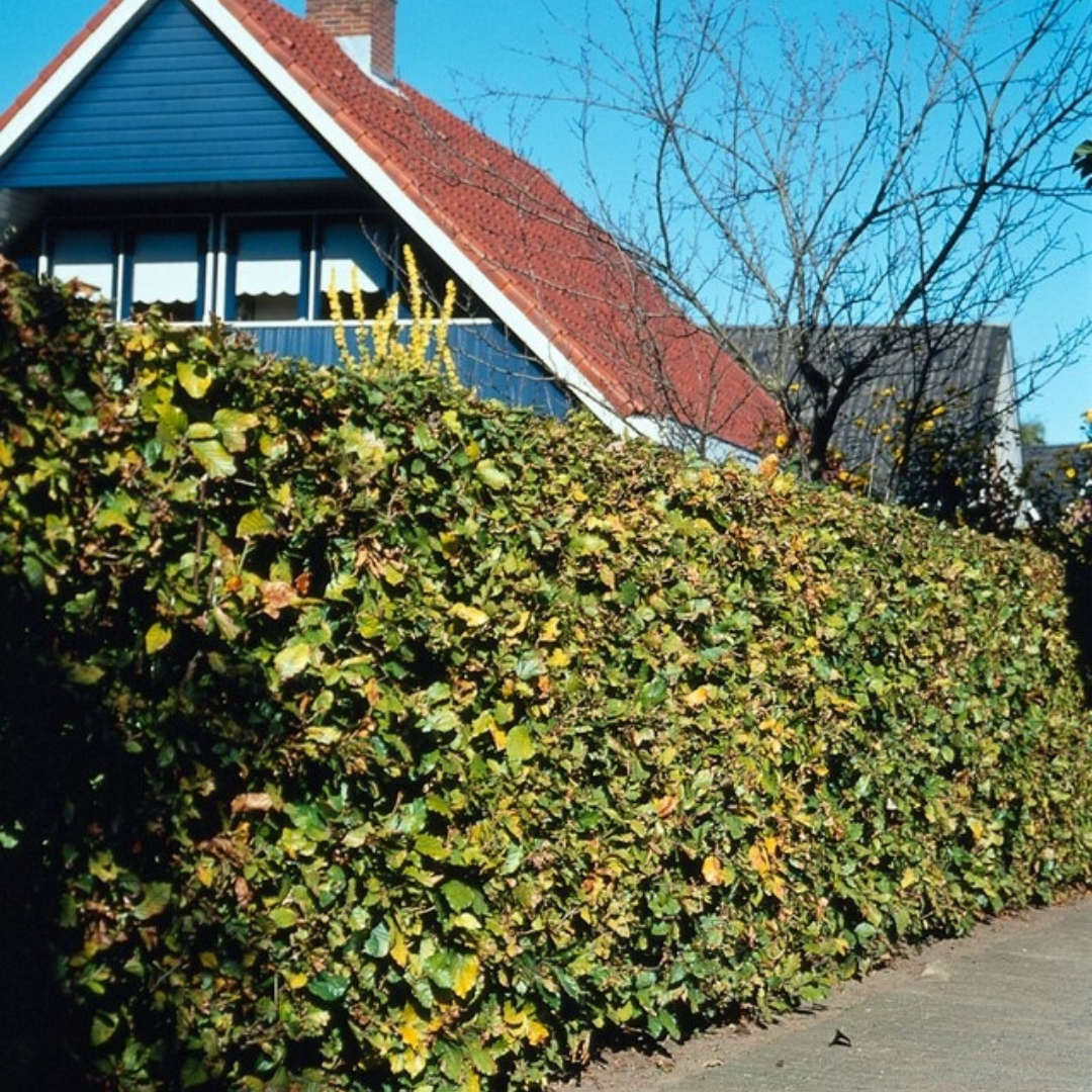 Palletdeal Haagplanten:  50 Fagus sylvatica ↕ 80-100 - Ø 19cm | Mini Pallet