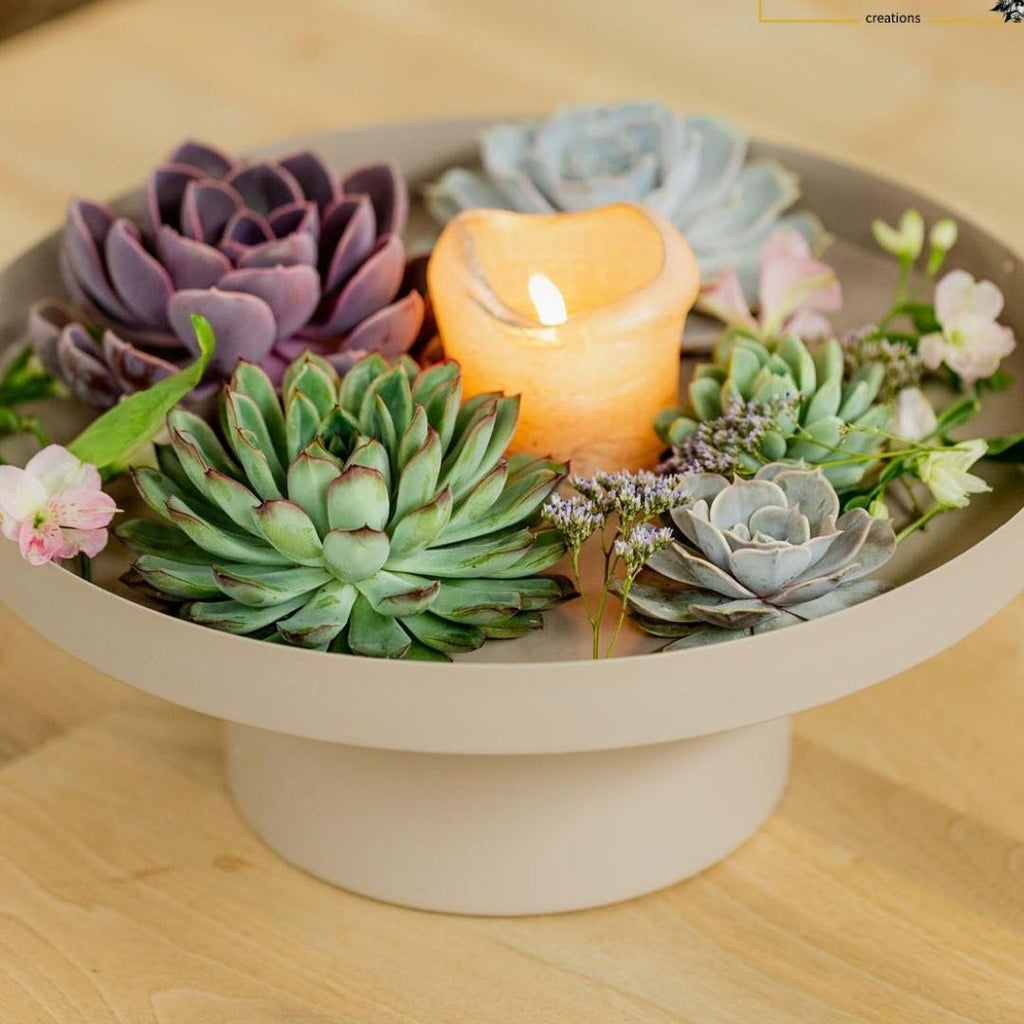 ROOTLESS Echeveria mini mix box