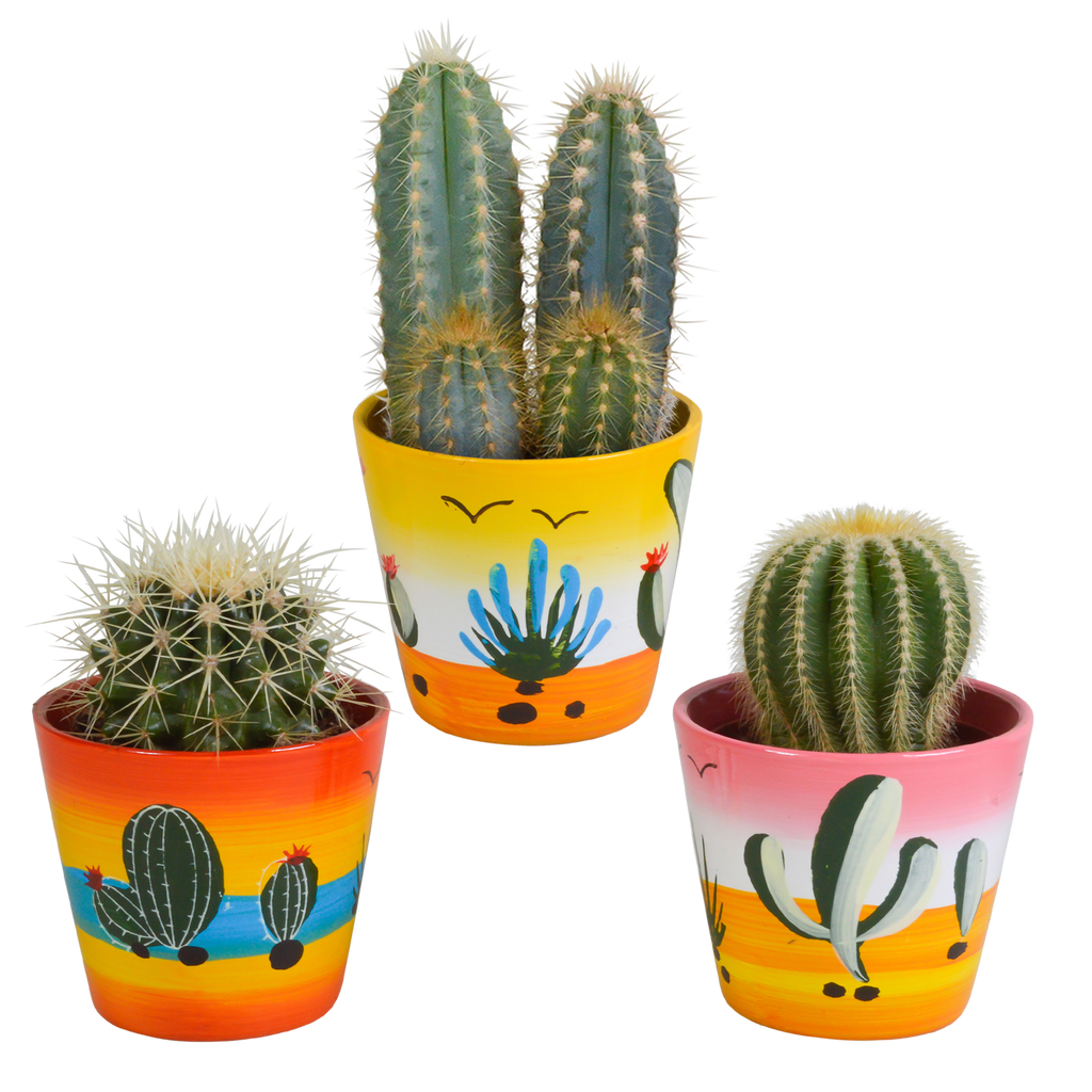 Cactus mix 8.5 cm - 3x - in Mexicaanse pot