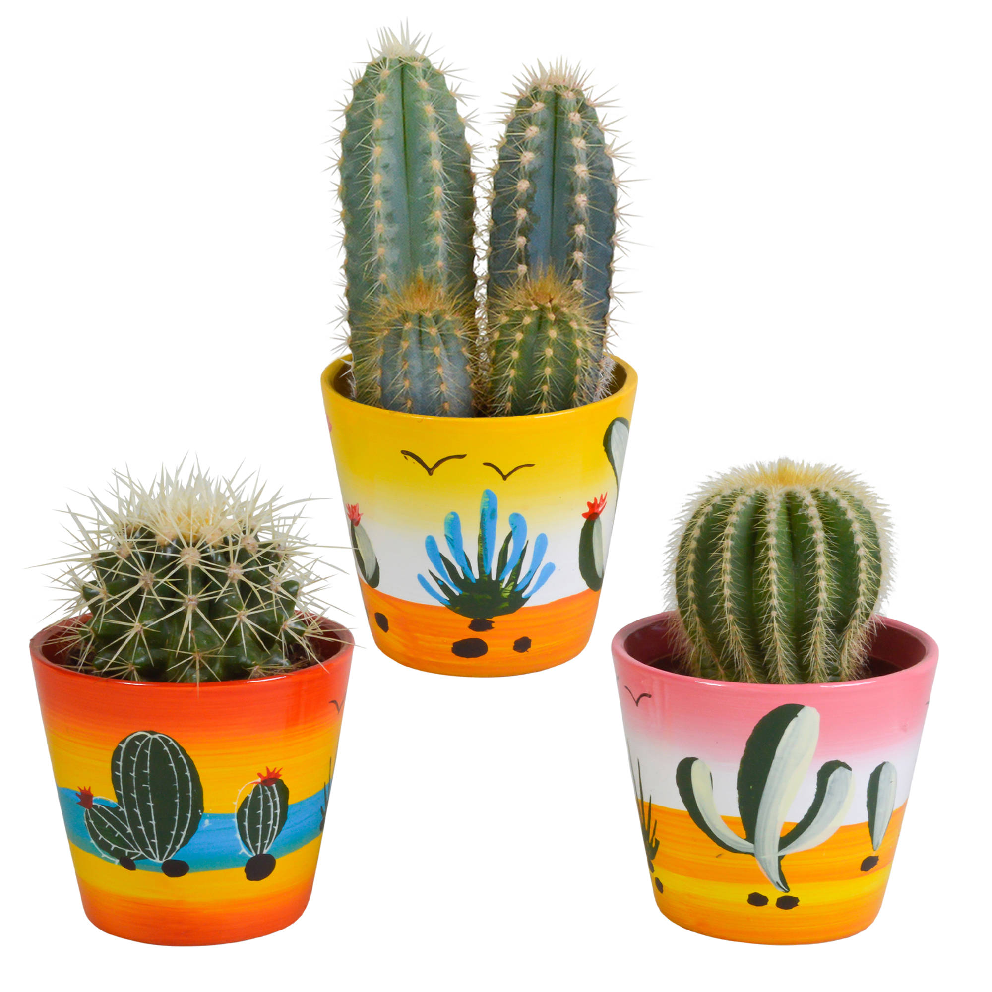 Cactus mix 8.5 cm - 3x - in Mexicaanse pot